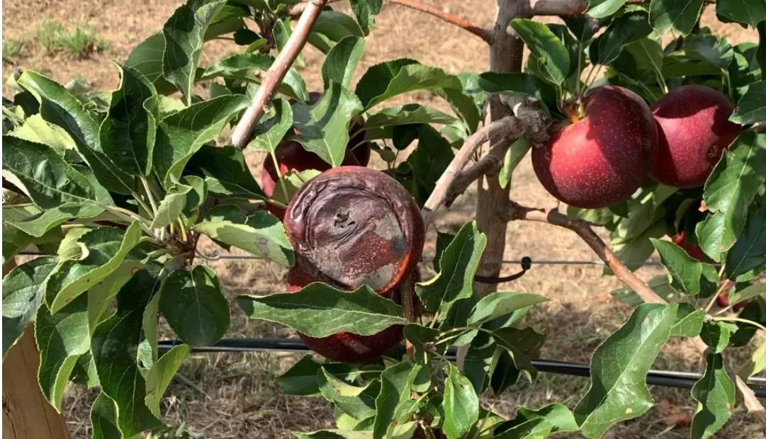 Drought strategies for orchards during drought