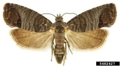 Codling Moth treatment changes for imports
