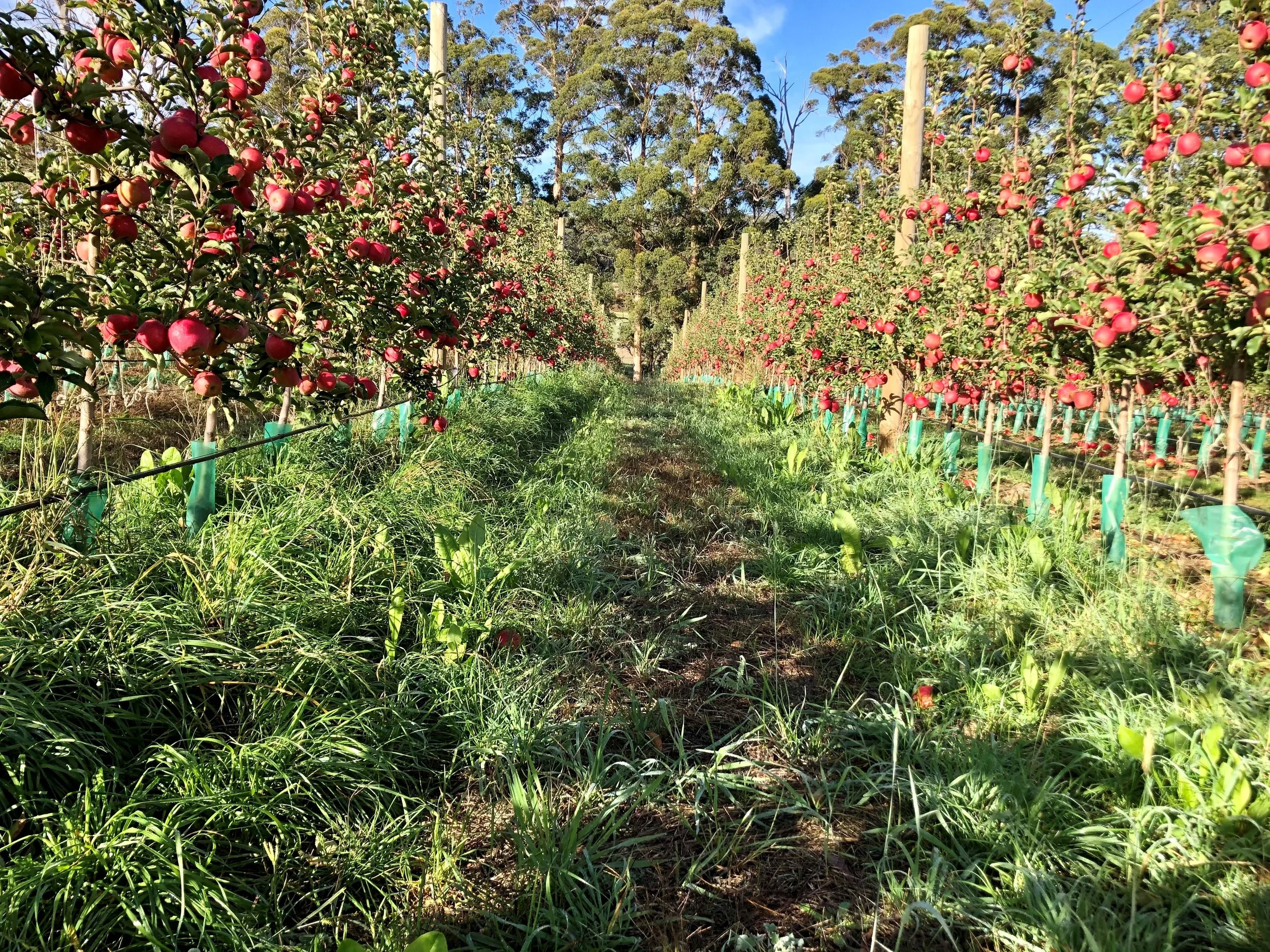 APAL Future Orchard ® Trial Incubator Opportunity