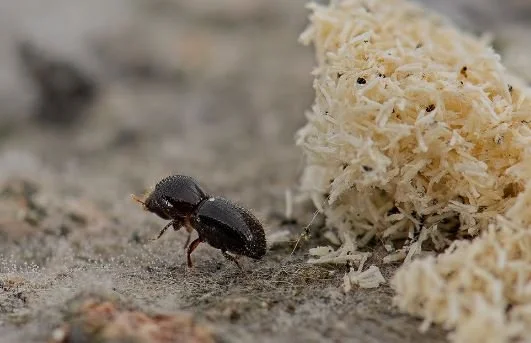 Polyphagous Shot-Hole Borer Response Industry Update August 2024