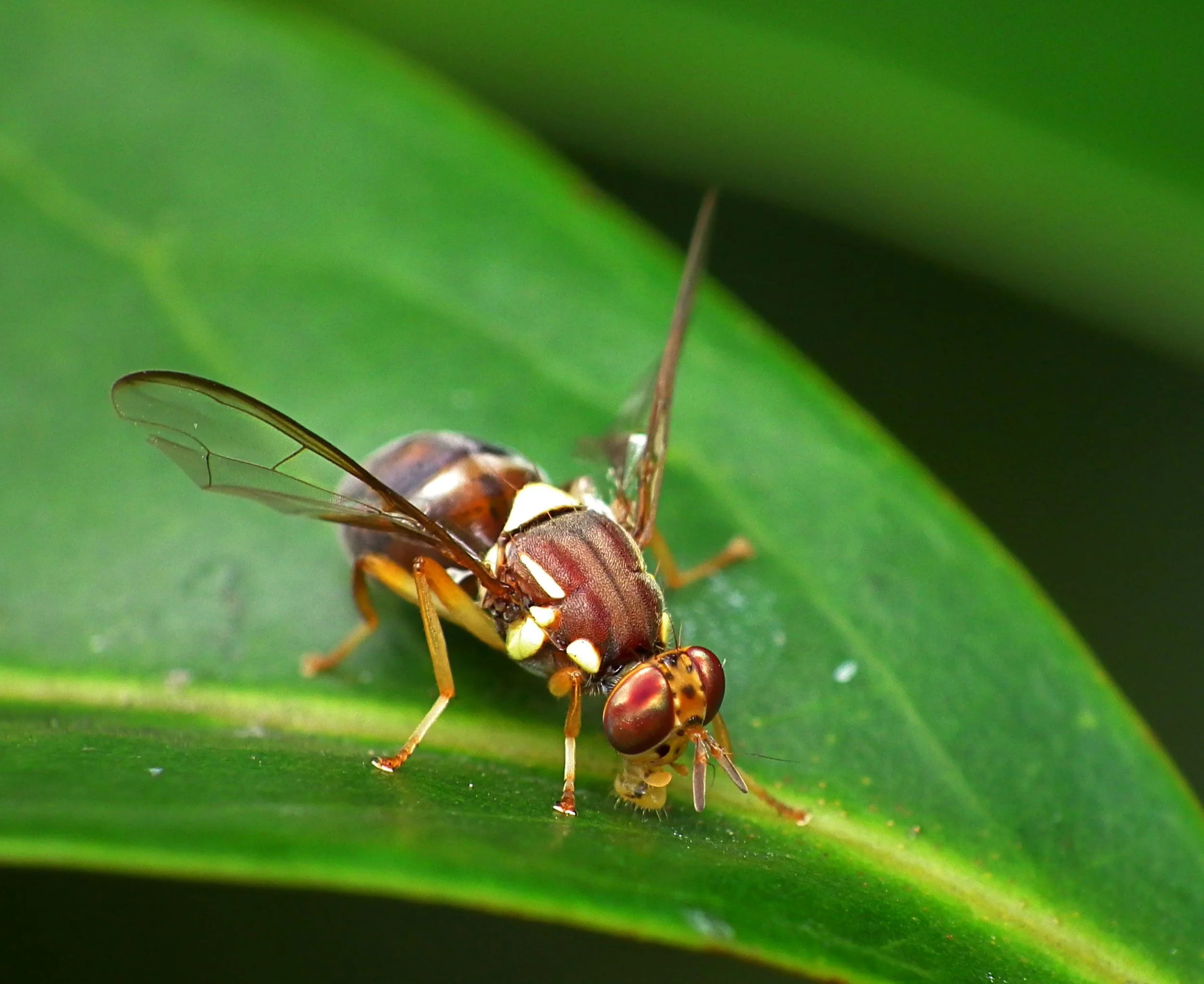 Industry Update - Queensland fruit fly (Qfly) found in metro