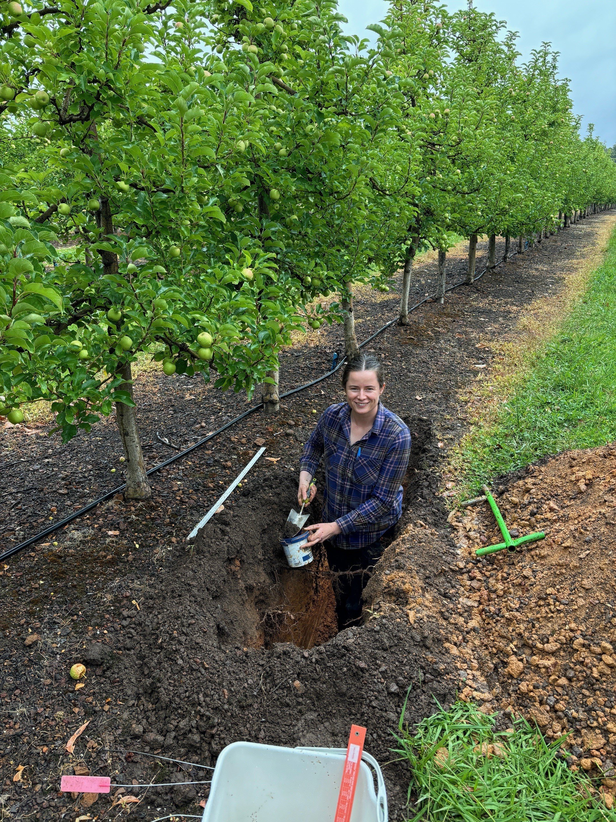 Pomewest secures funding to undertake two APAL Future Orchards® Incubator Trials for 2025 