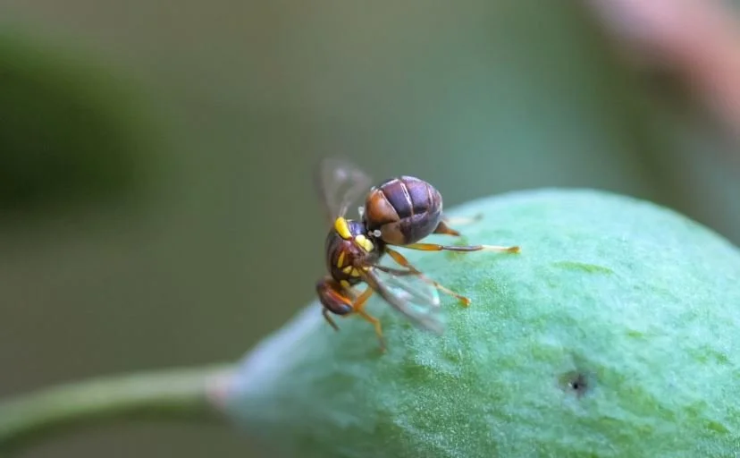 Industry Update #4 - Queensland Fruit Fly 