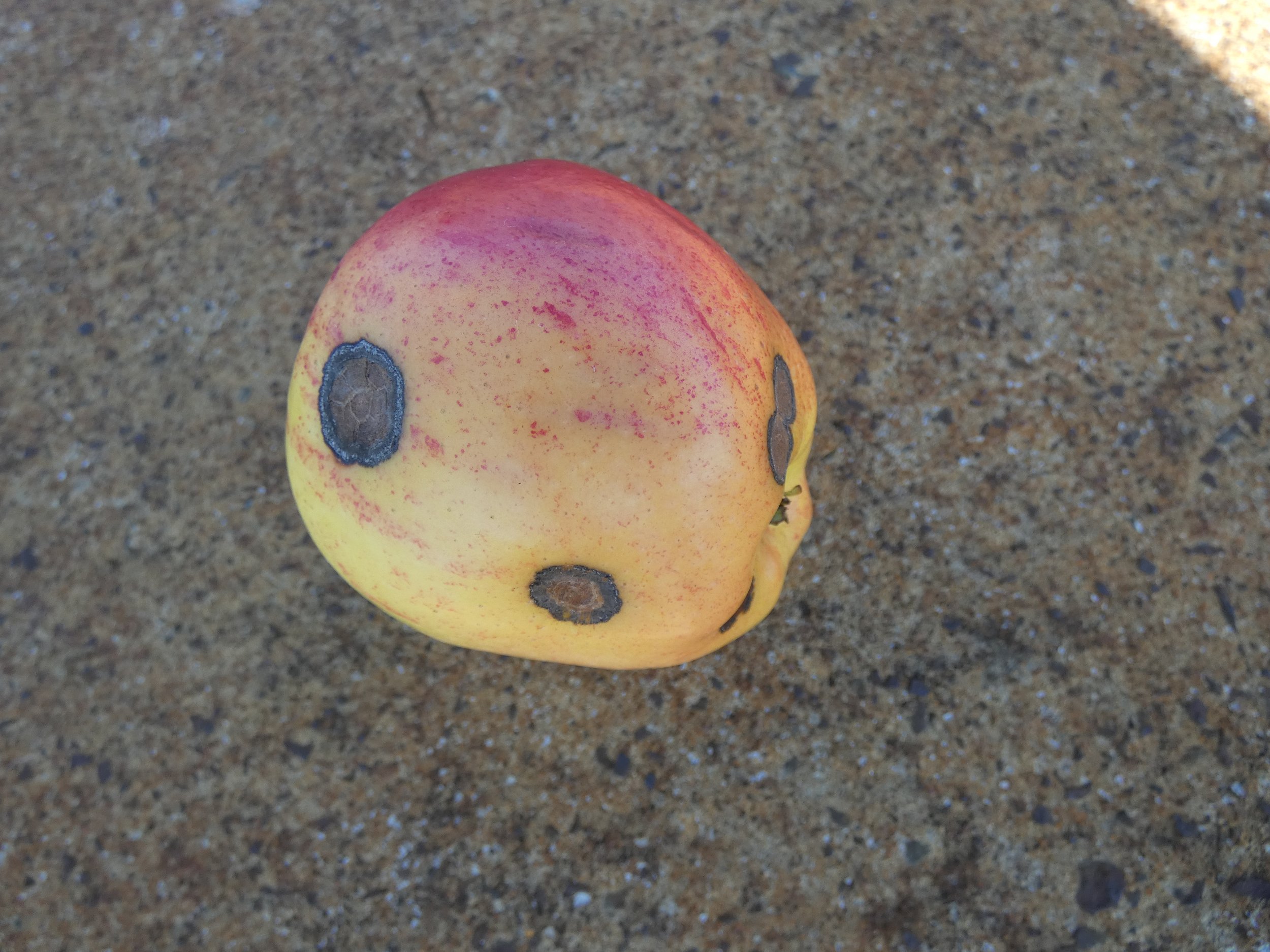 Have you seen apple or pear scab this season?