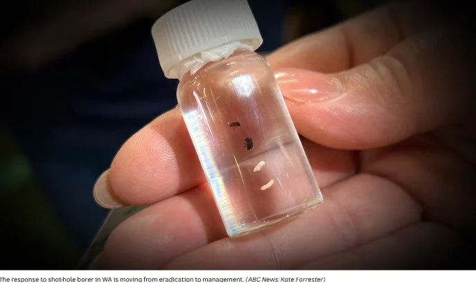 Polyphagous shot-hole borer moves to management eradication not feasible