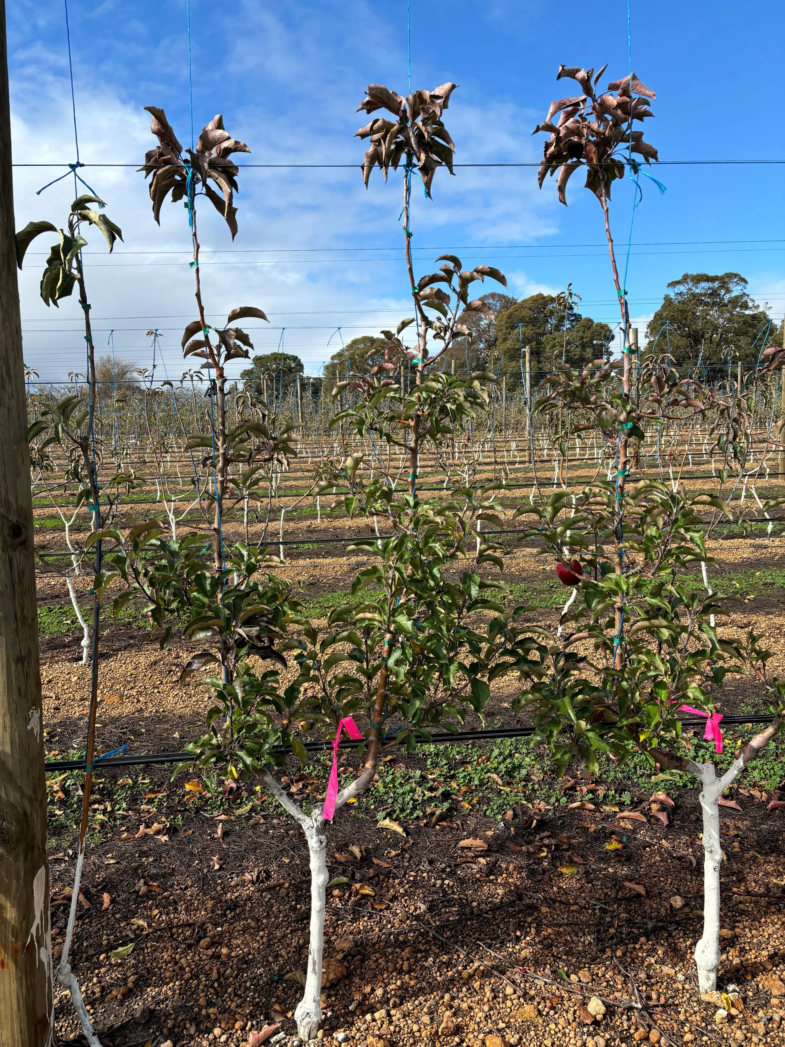 APAL Future Orchard Walk