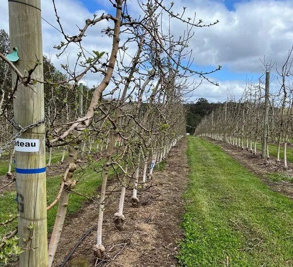 WA Future Orchards Incubator Trial – Weed Control Update