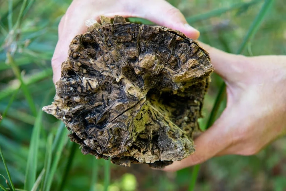 Polyphagous Shot-Hole Borer Industry Update 2 December 2025