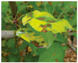 More Biosecurity Bites - Alternaria Leaf Blotch - Alternaria Mali