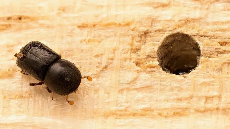 PSHB: Critical information for growers this season