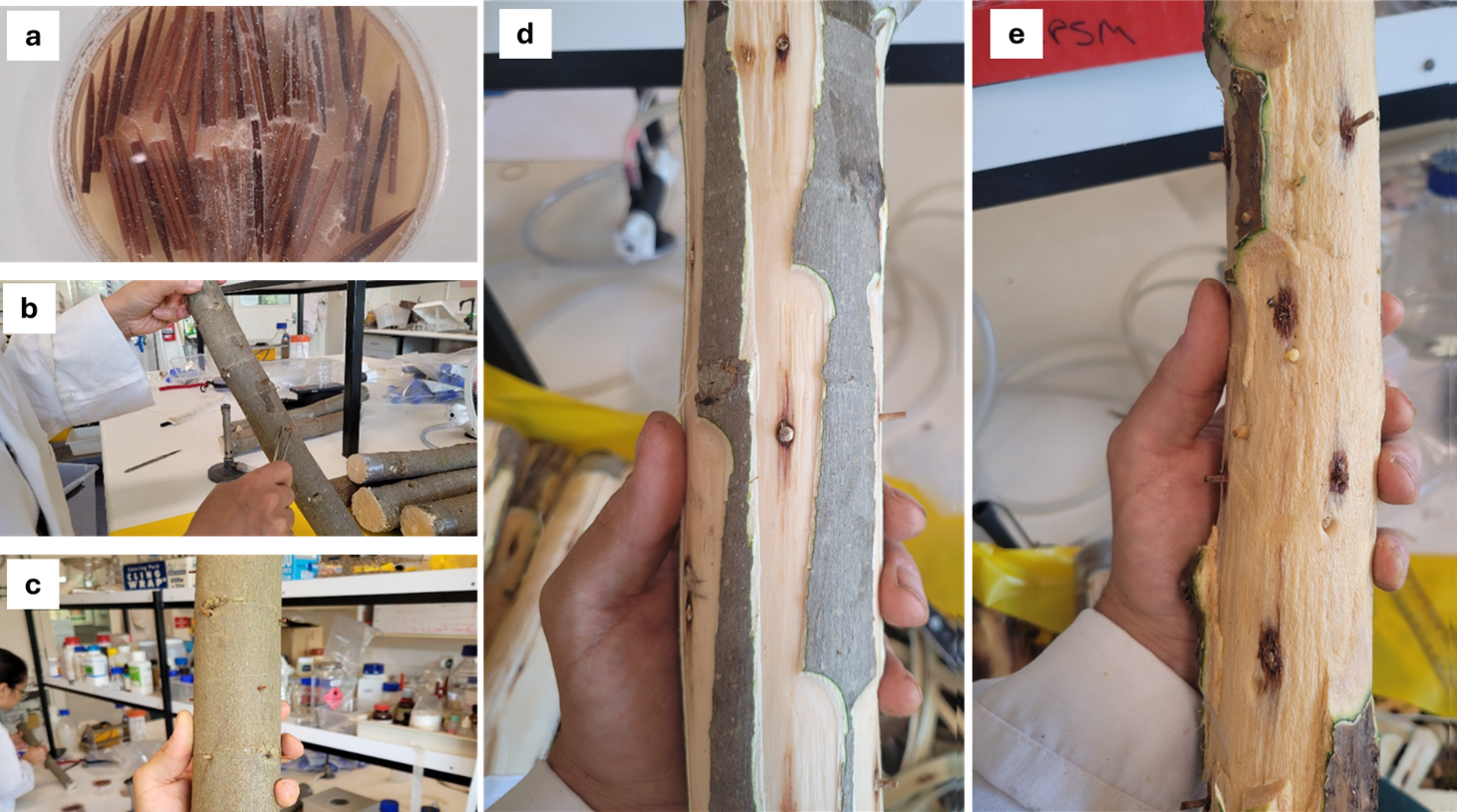 Call for Action - Testing the Impact of PSHB Fusarium on WA Tree Crops