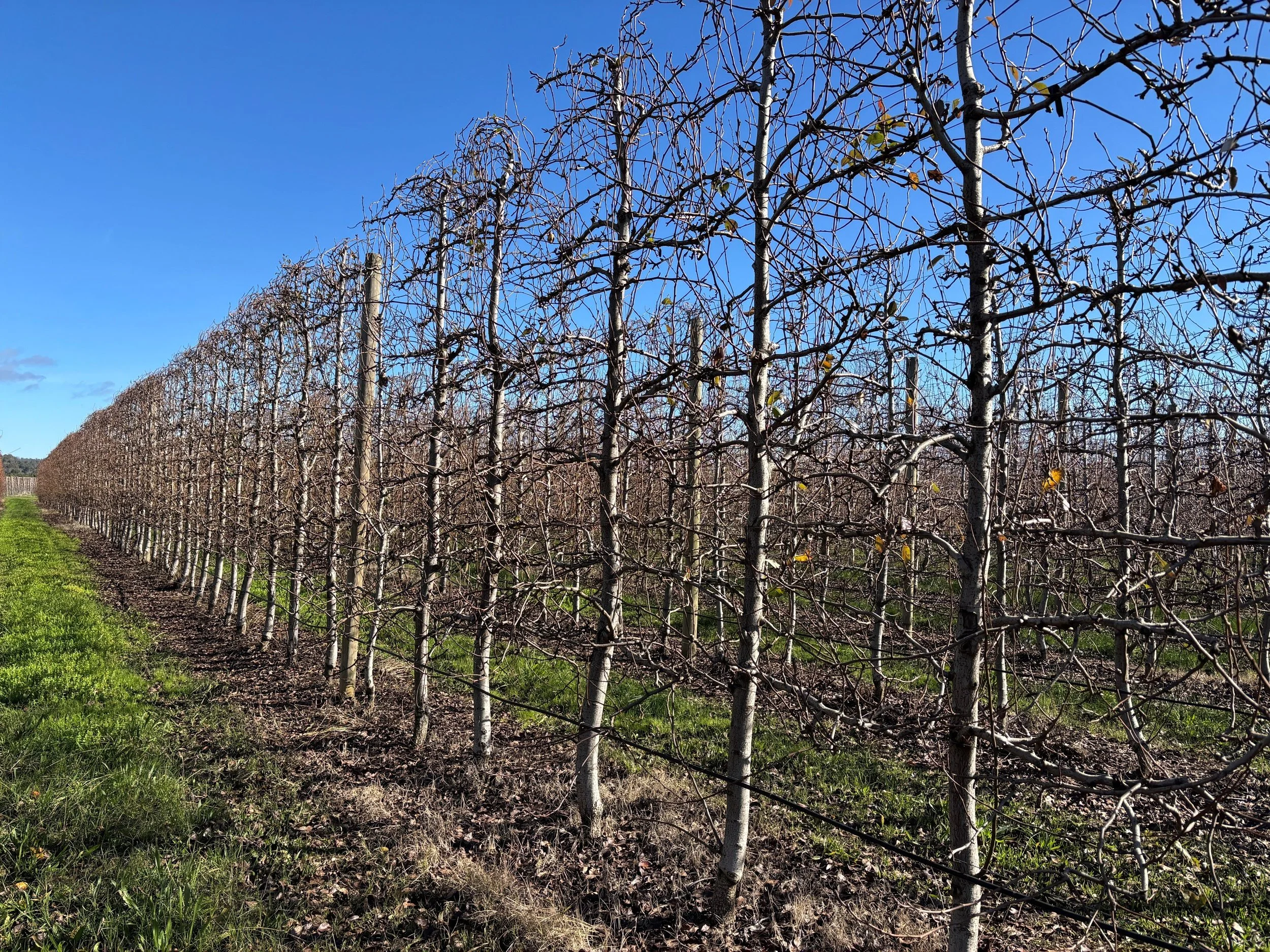 APAL’s Future Orchards® Winter Series Orchard Walk on Donnybrook’s Golden Mile 