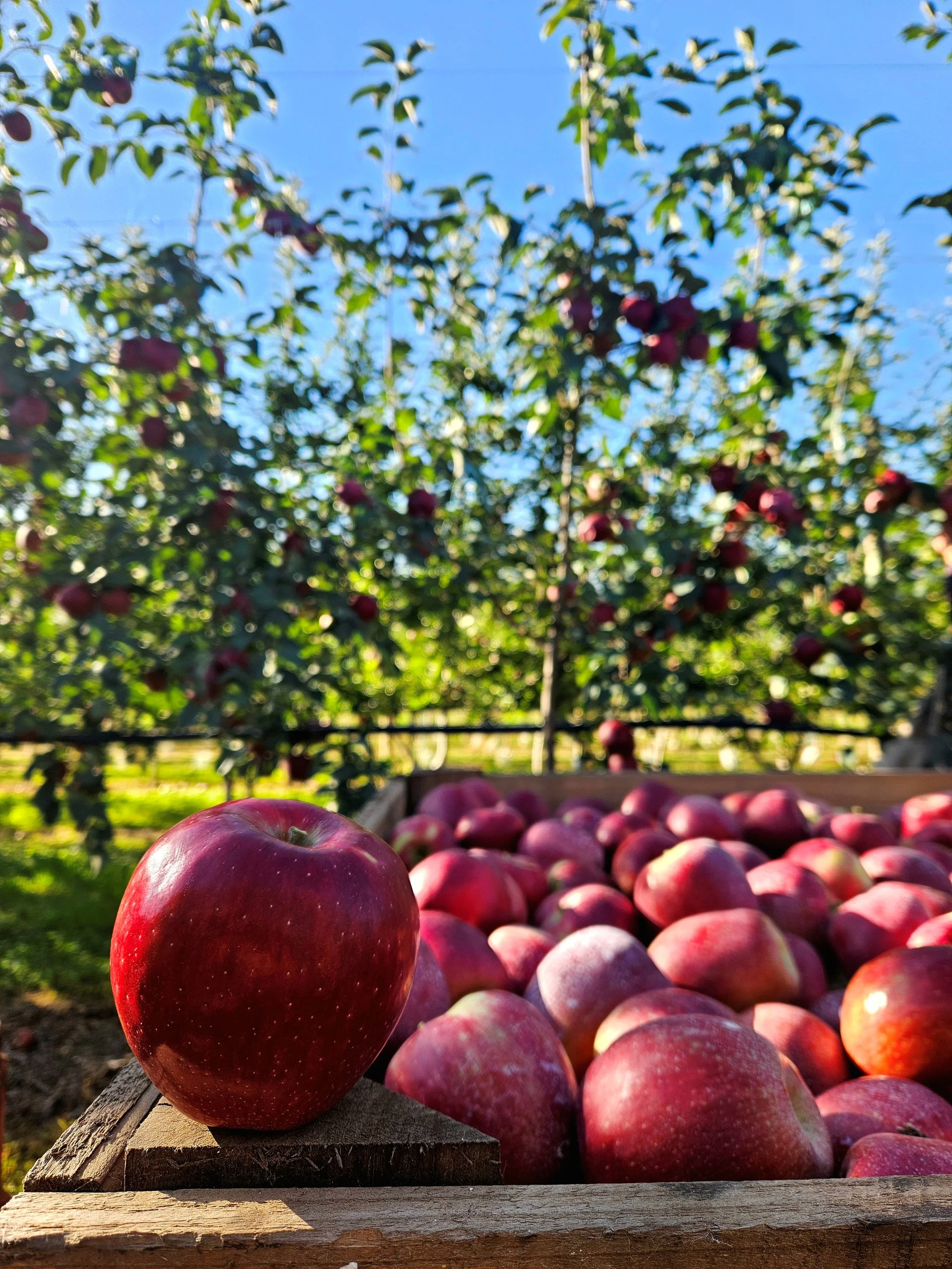 2026 WA Apple and Pear Annual Grower Networking Dinner