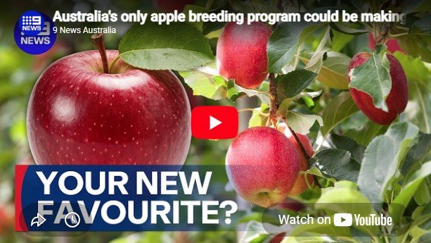 Apple Abundance - 9News Features DPIRD WA Breeding Program