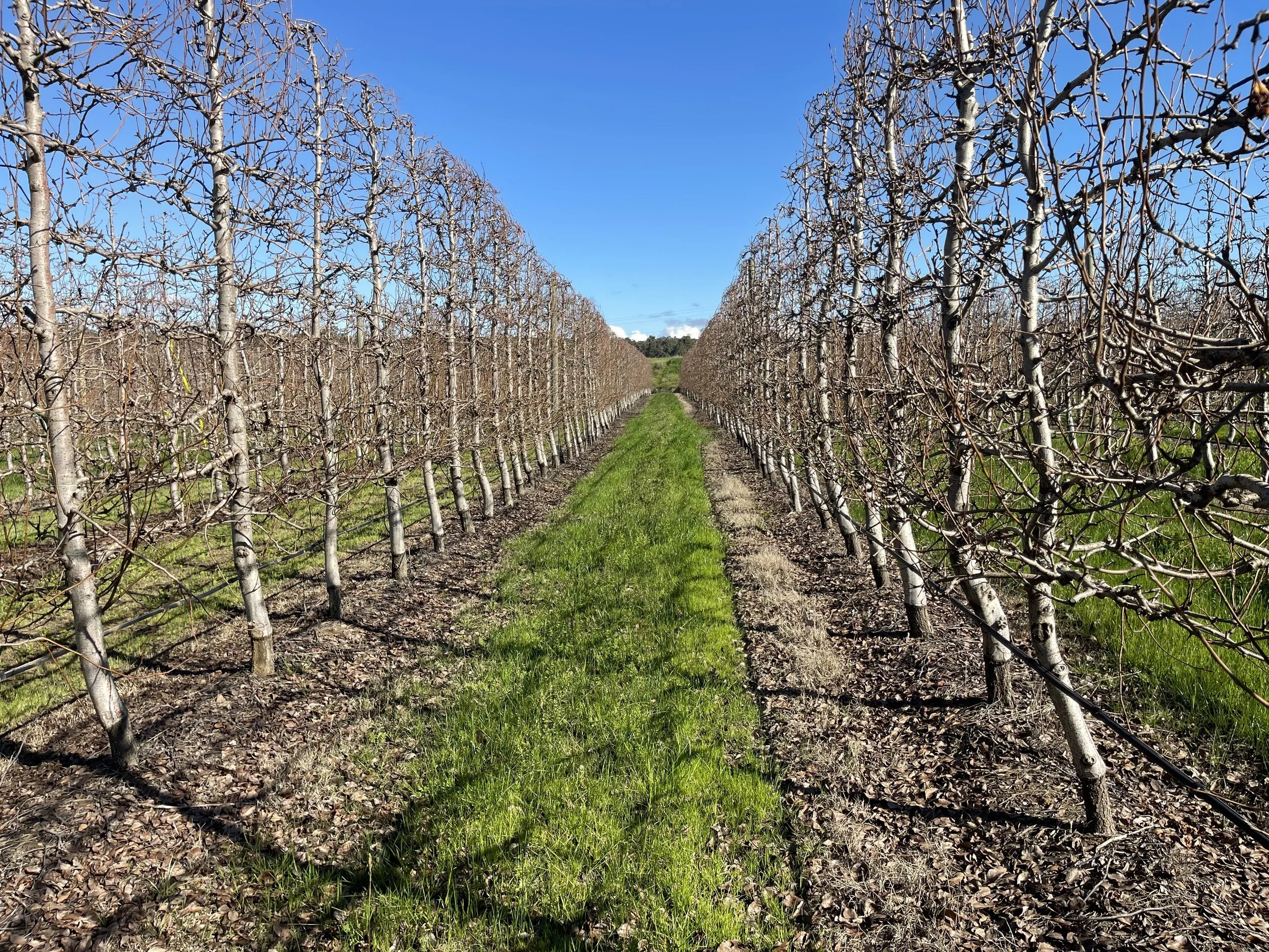 Trees in a line.jpeg