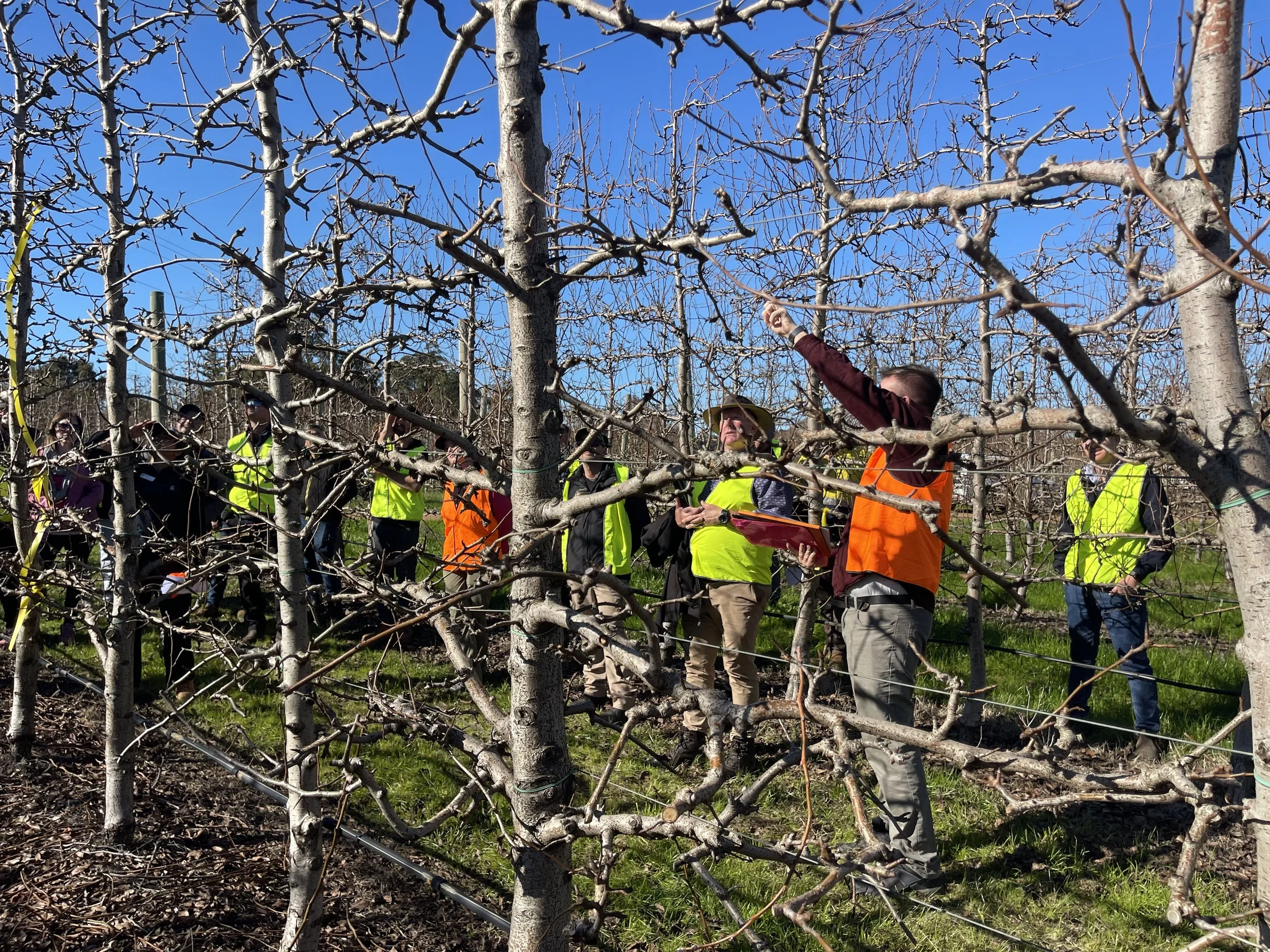 in the pear orchard participants pointing at limbs.jpeg
