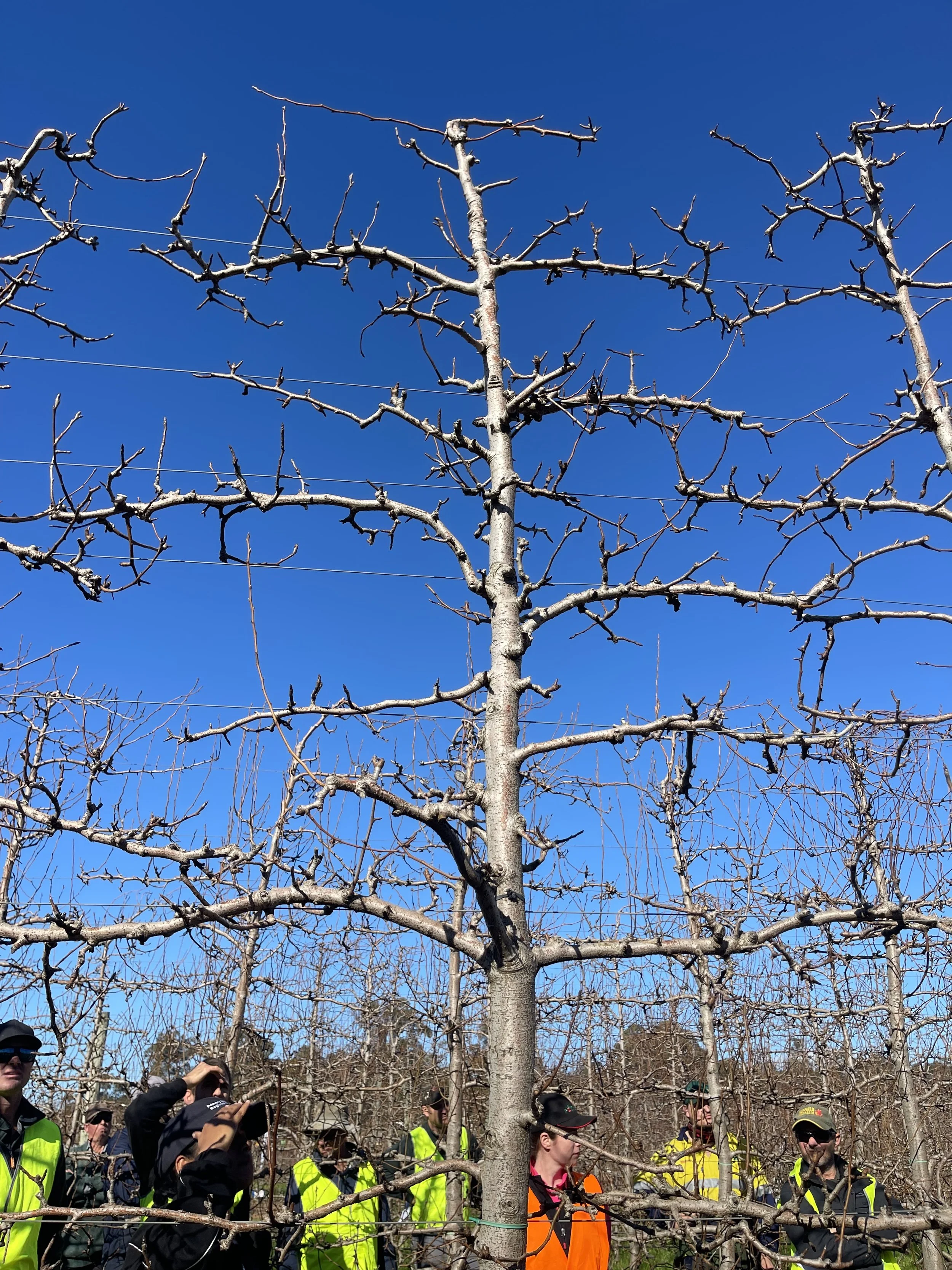 Tall Tree.jpeg