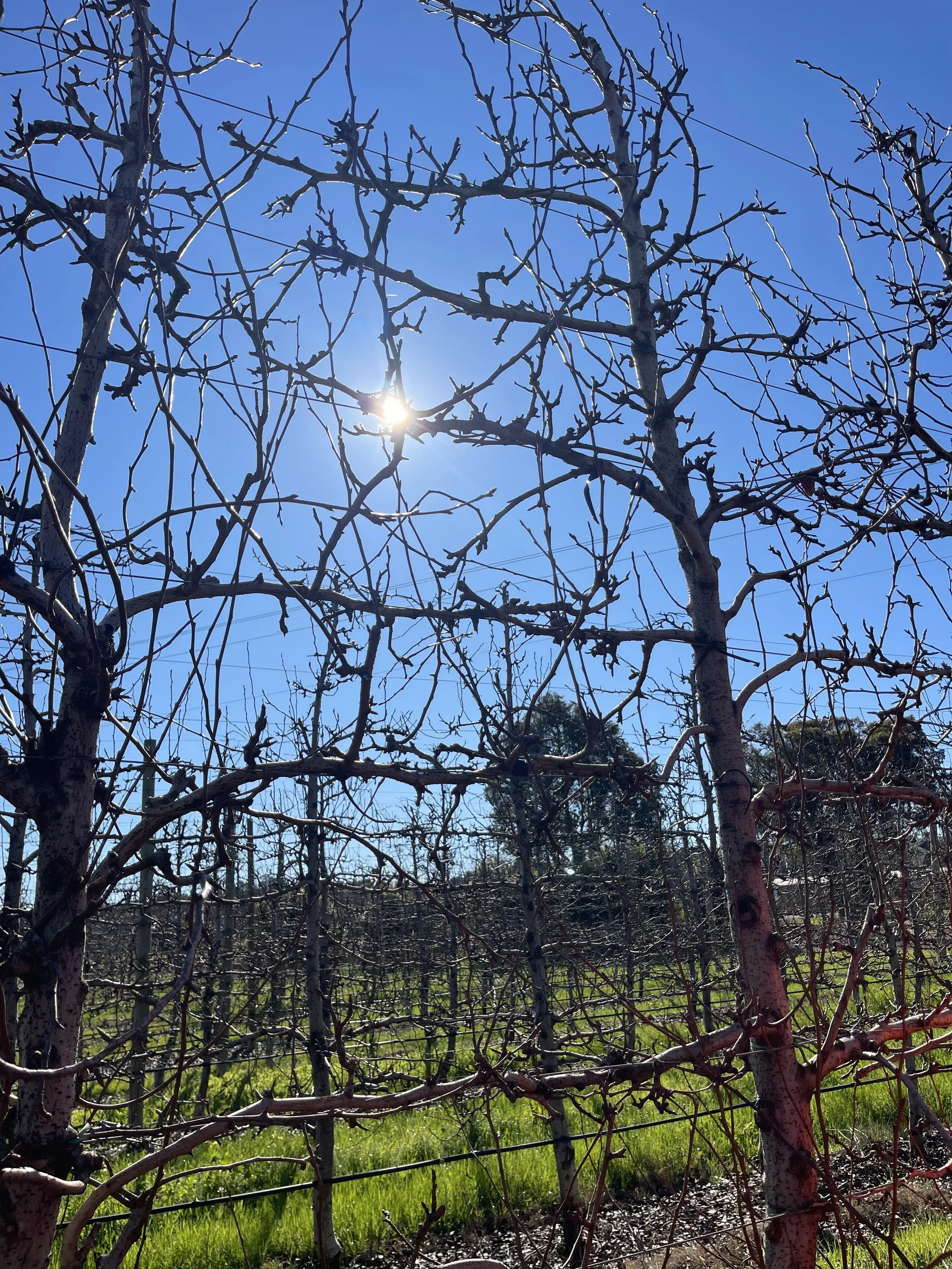 Sun beyond the trees.jpeg