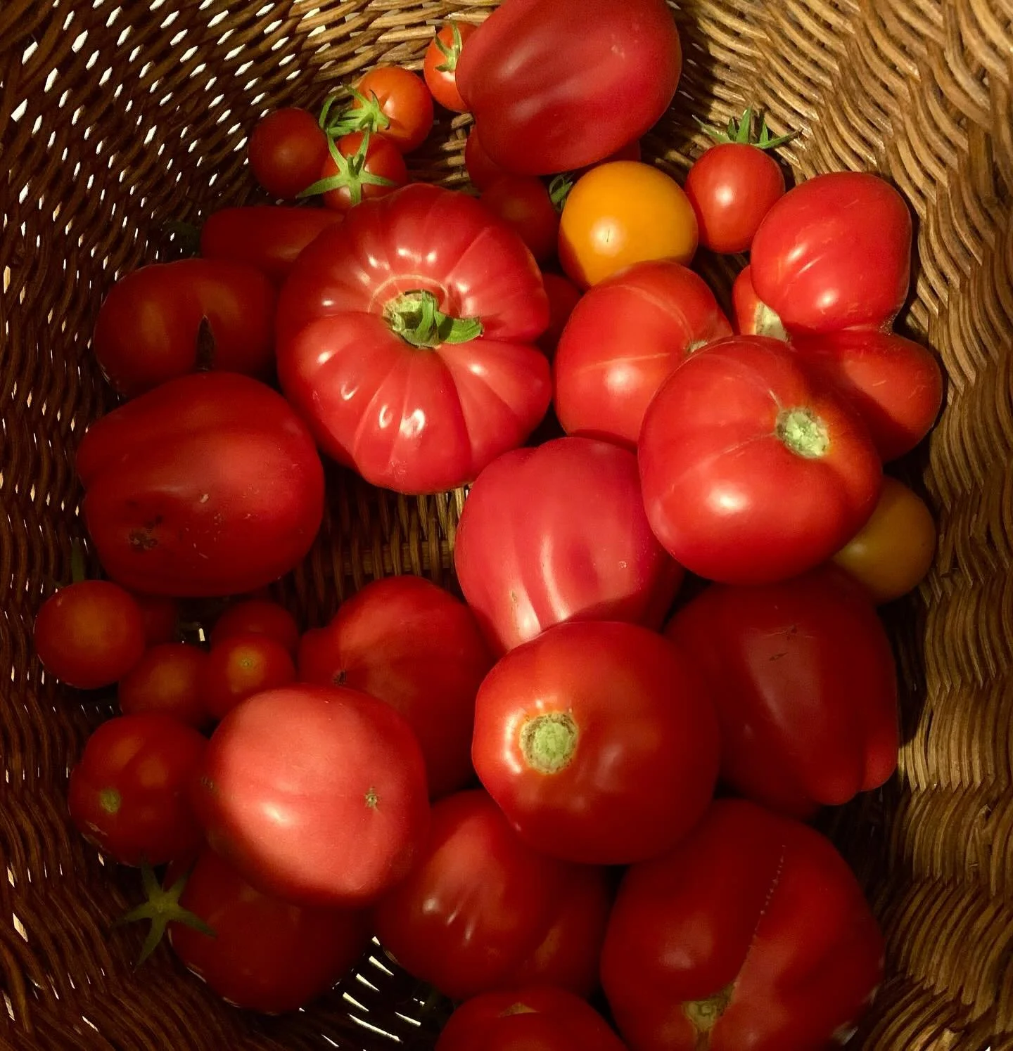 Not a ton of content over here lately but here&rsquo;s some beautiful tomatoes from my garden I&rsquo;ll be putting on a PLT (porchetta, lettuce, &amp; tomato) next week. Don&rsquo;t see how this can go off the tracks at all!