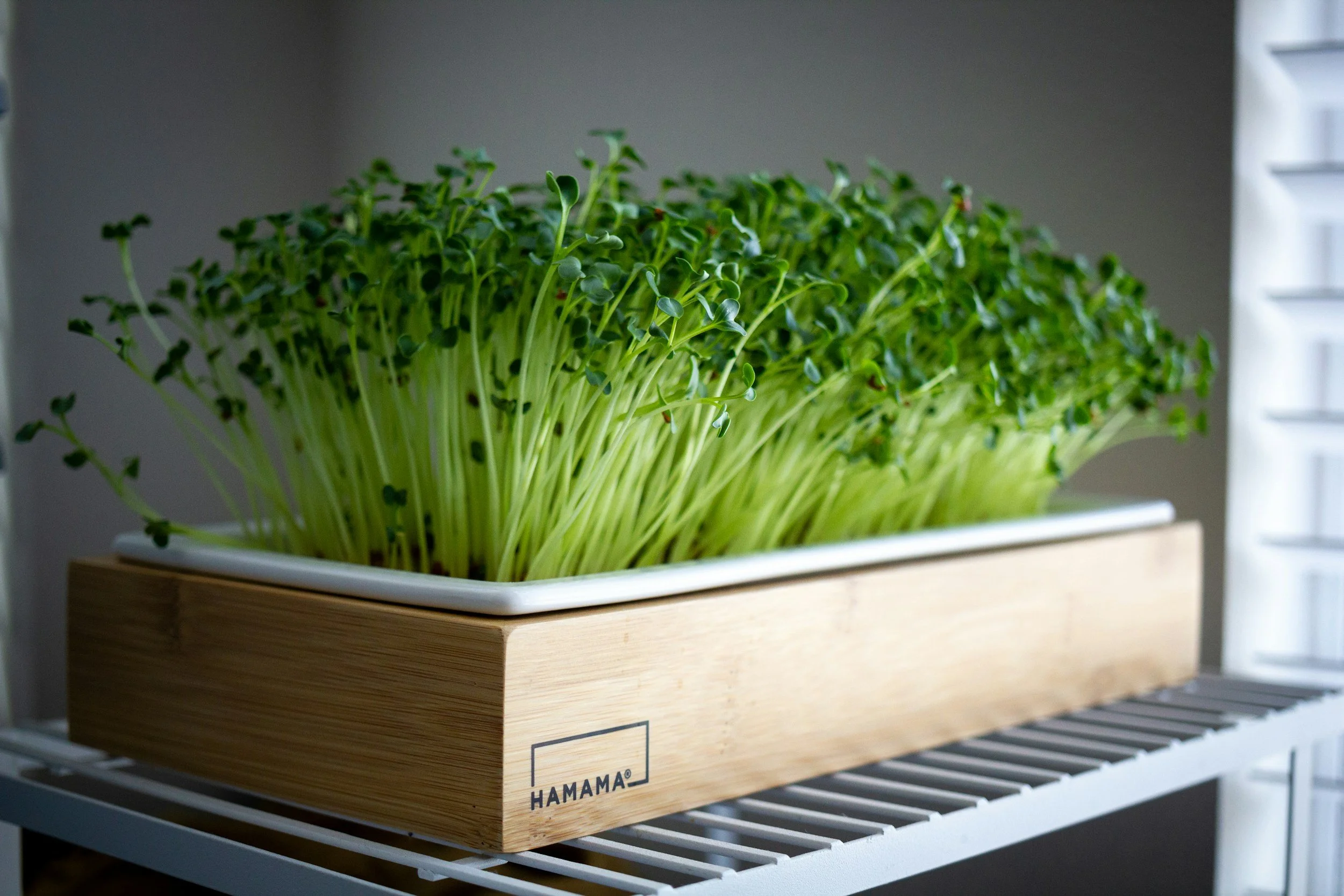 Micro Greens sprouting in a wooden tray.