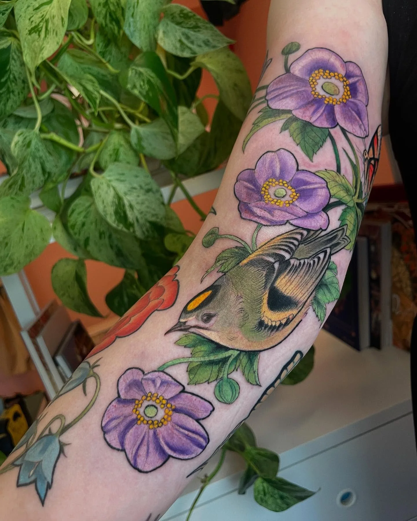 Denne lille karen er Norges minste fugl, Fuglekongen, ogs&aring; kalt furulus🖤 
De veier rundt 5 gram, ca like mye som en krone. 
Du finner den i de fleste barskoger, bare se etter den gule kronen p&aring; hodet!

Booker august og utover, ta kontakt