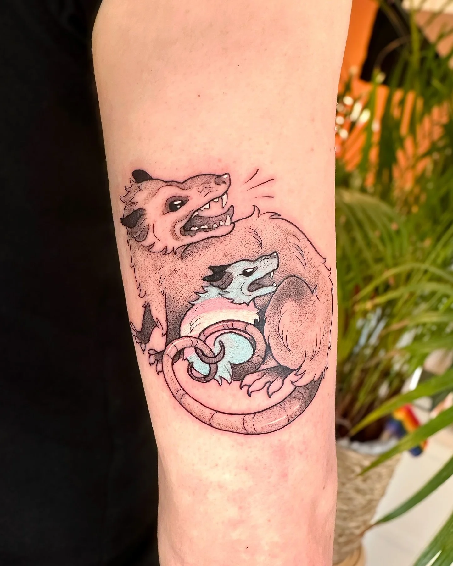 Finally got to tattoo some opossums, thank you so much.🥰 
Goes without saying, but support trans rights.🏳️&zwj;⚧️
.
DM me for booking!
.
#opossum #opossumtattoo #animaltattoo #norwegiantattooers #oslotattoos #tattooartist #colortattoo