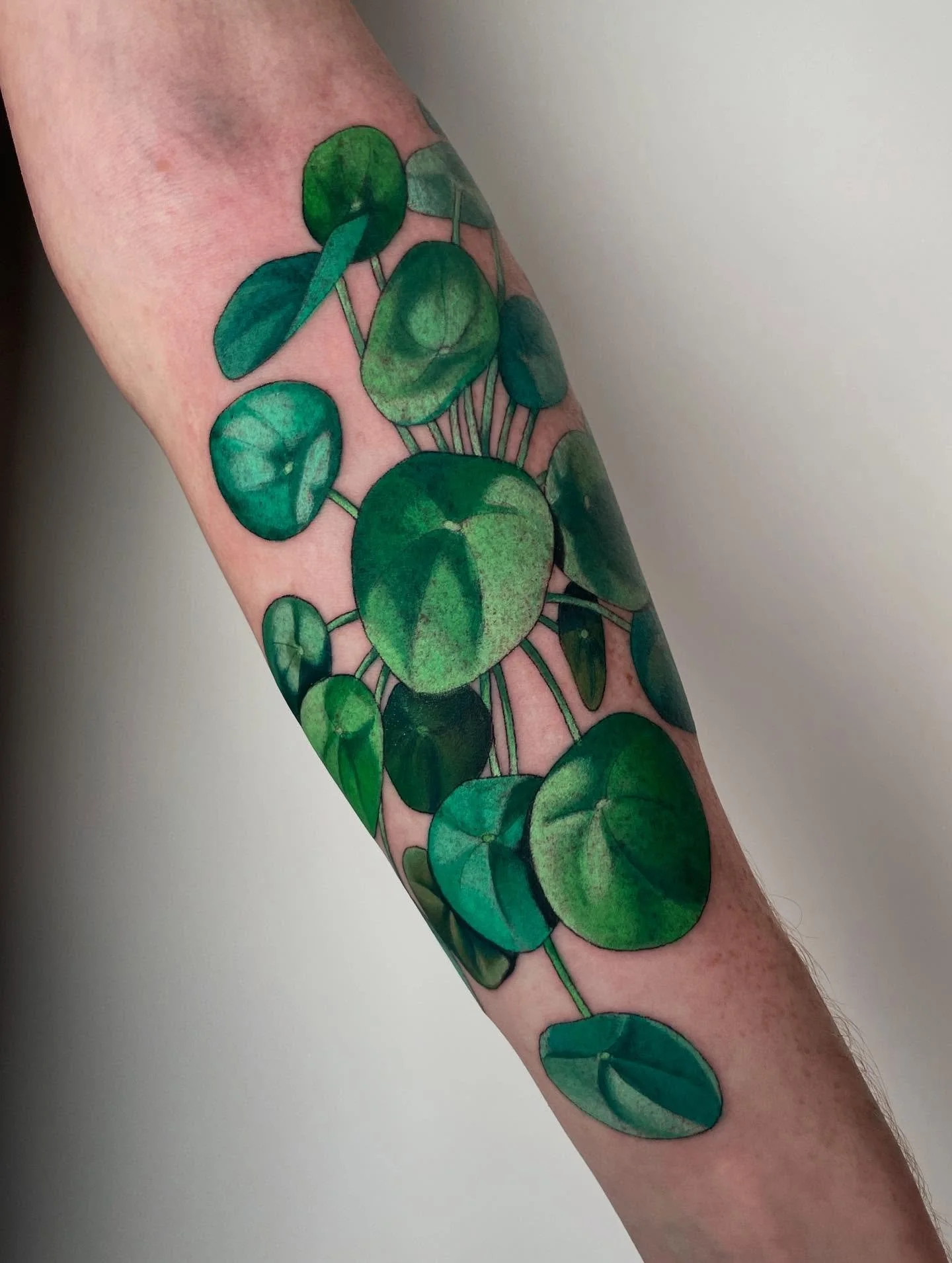 Jeg ble veldig glade da Peter sendte meg en e-post med et &oslash;nske om &aring; f&aring; tatovert en Kinesisk pengeplante, Pilea peperomioides, p&aring; armen. 
Har et &oslash;nske om &aring; tatovere flere planter og blomster av alle slag framover