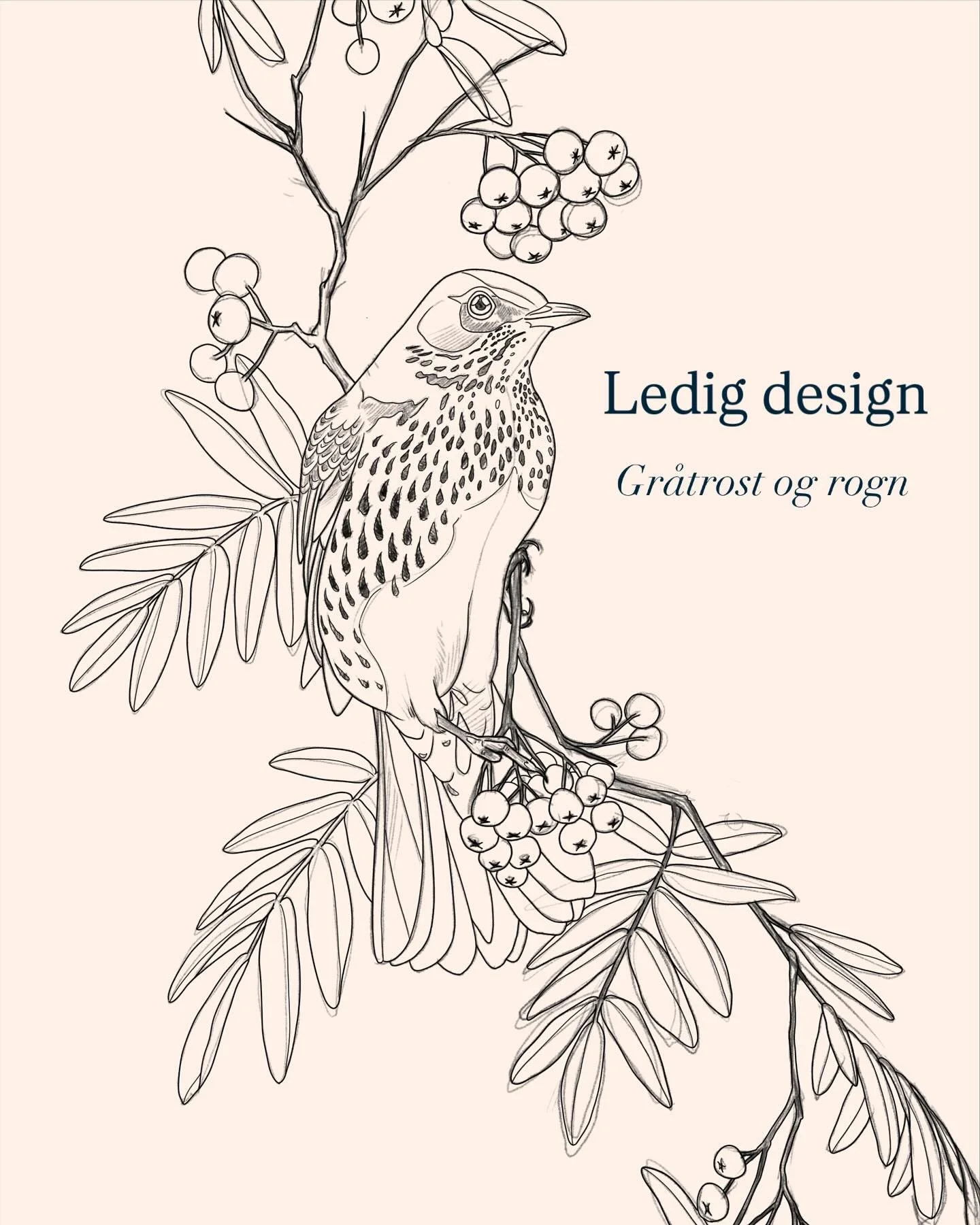 Ledig design, Gr&aring;trost og rogn, to favoritter 🖤
Send meg en e-post om du skulle v&aelig;re interessert.
Plasseringen er bare et eksempel.

Booking: LinnAasne@gmail.com
@ambrosia.studioo 

#gr&aring;trost #rogn #turdidae #turdus #turduspilaris 