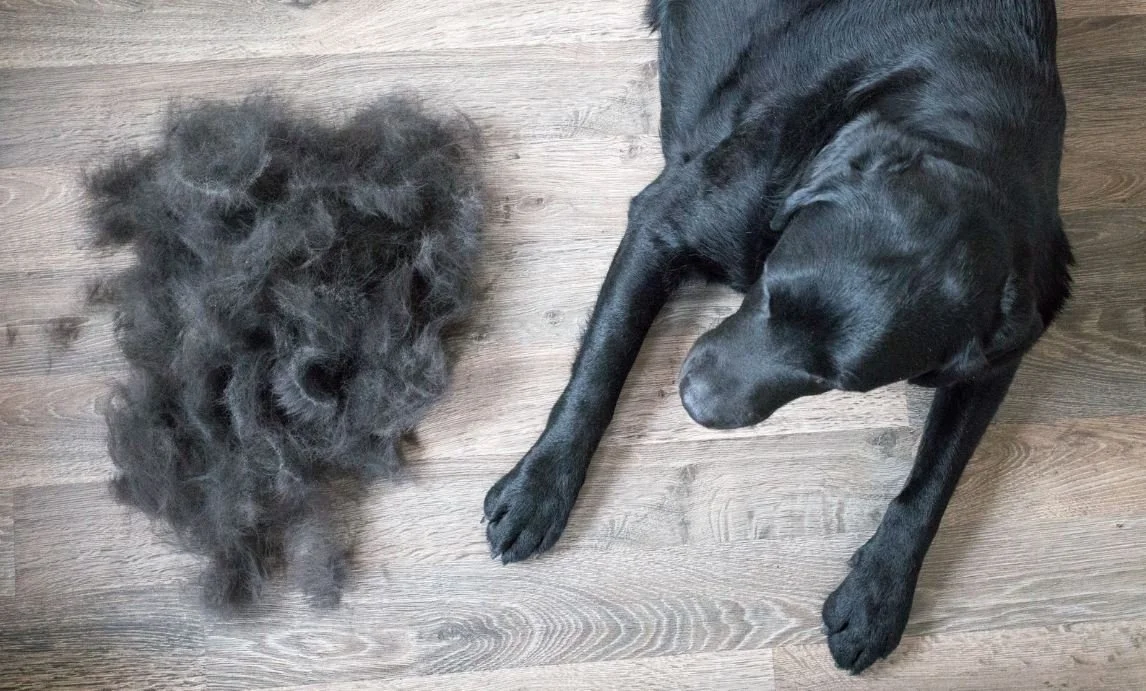 Dog laying next to his pile of hair taken after the de shedding session
