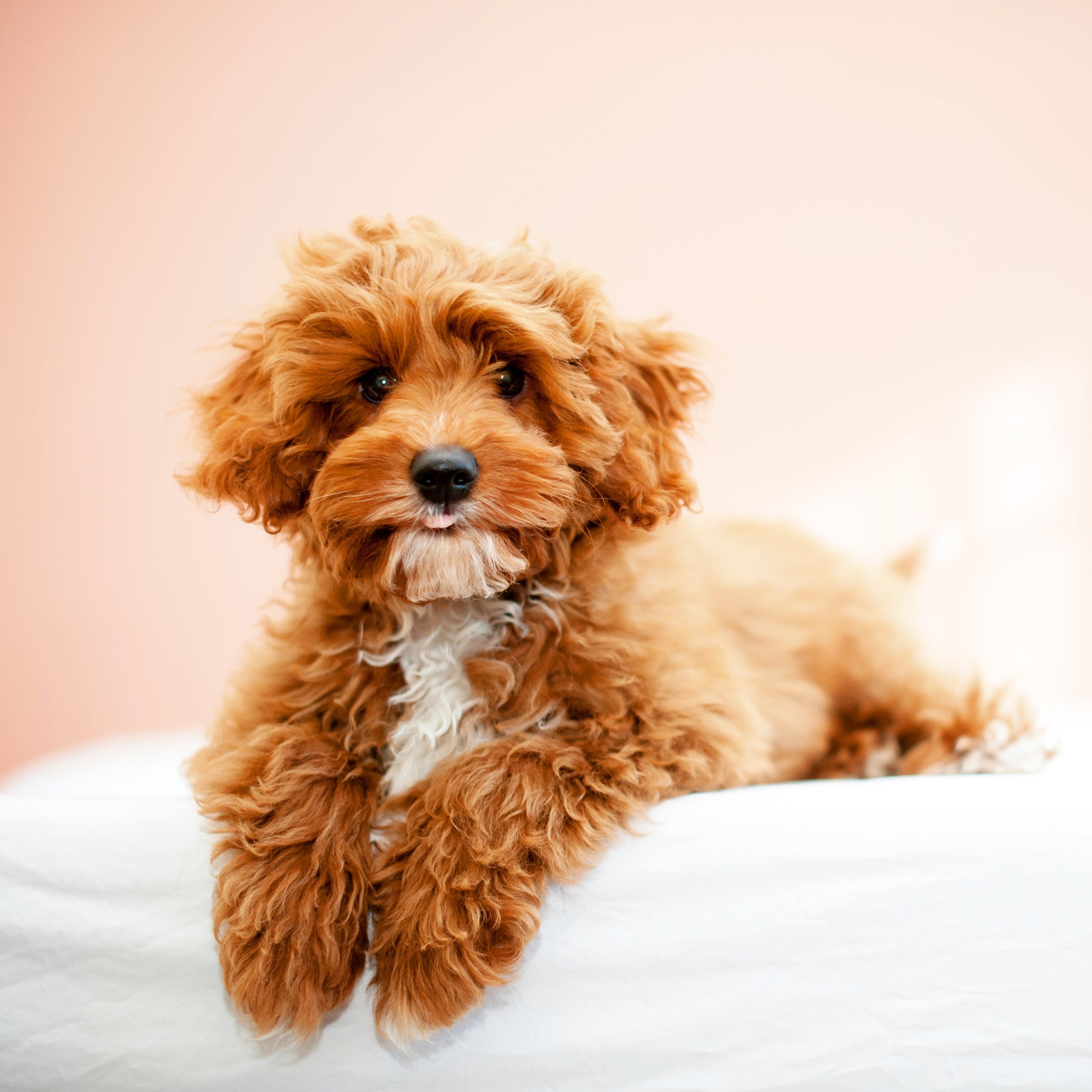 Puppy laying on his belly on the bed after his puppy pamper