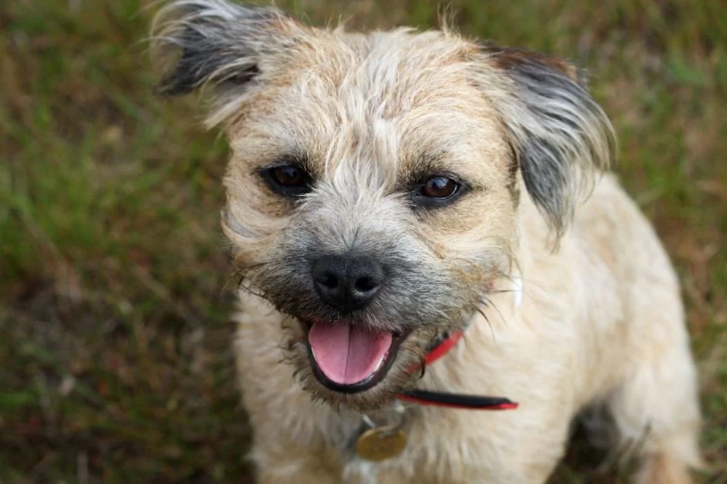Border terrier hand stripping