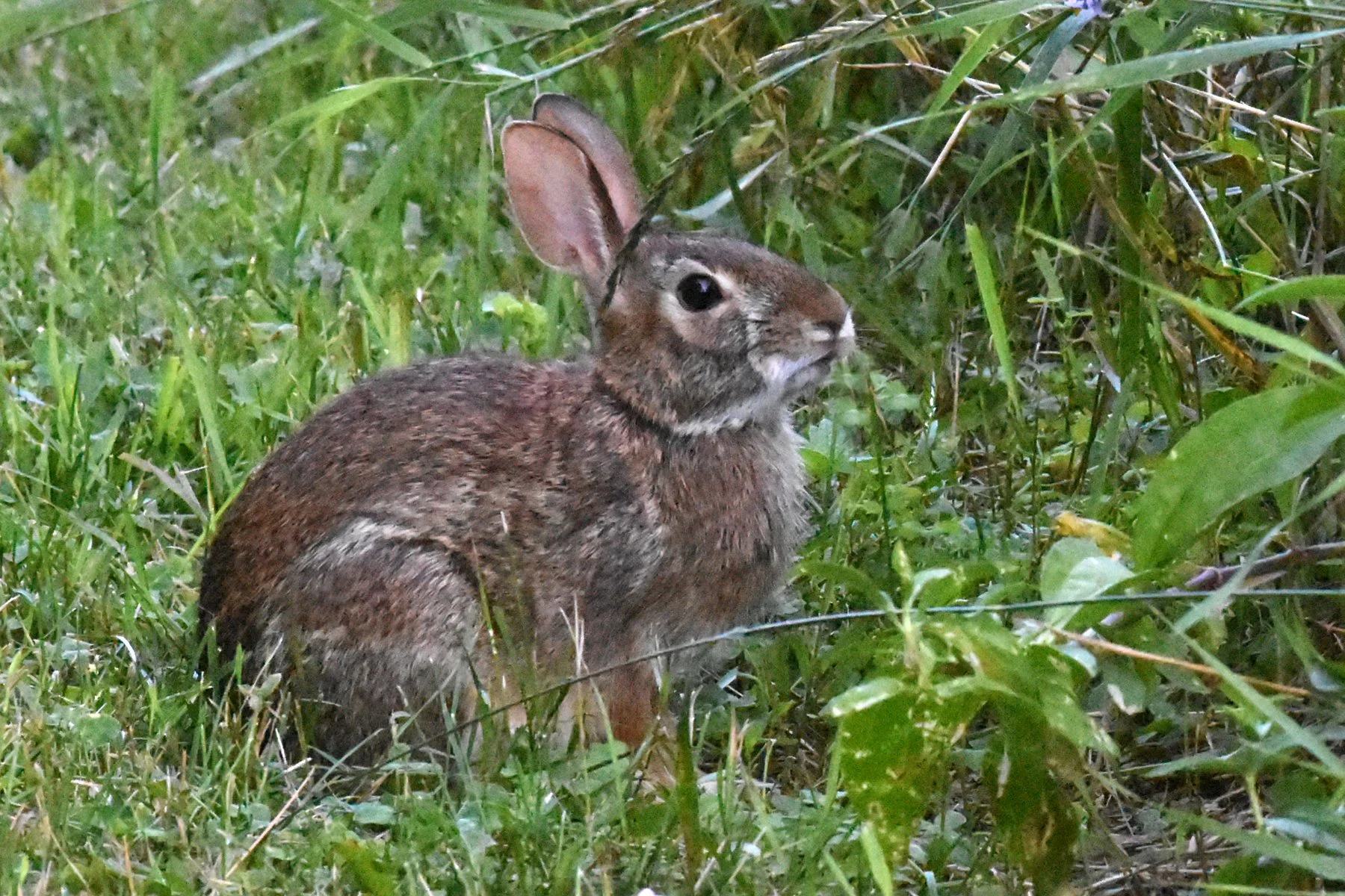 Shack Rabbit 🐰🐰The Year of the Rabbit 🐰🐰 — The Chat Shack