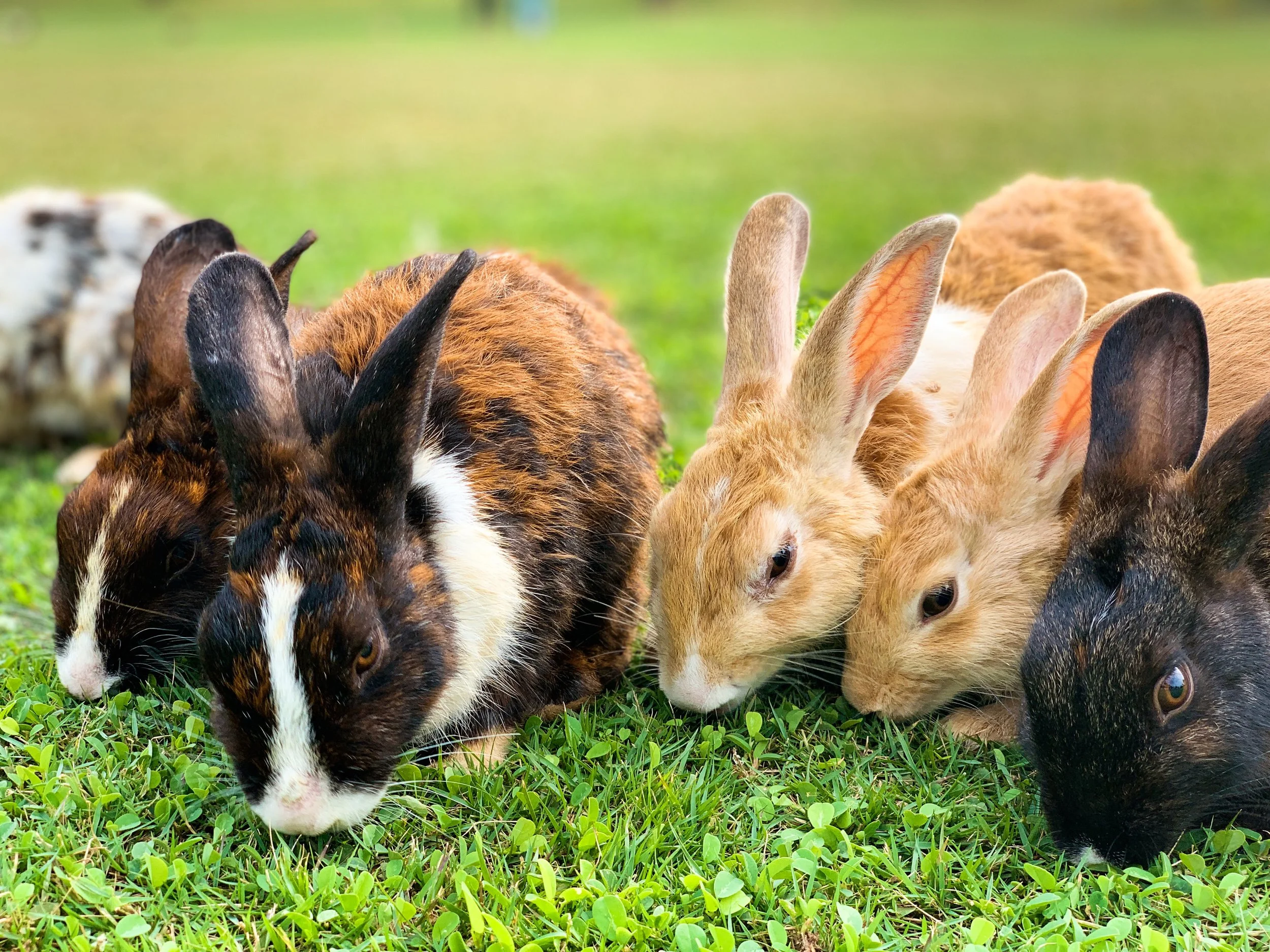 🐰Rabbit Rabbit Rabbit🐇