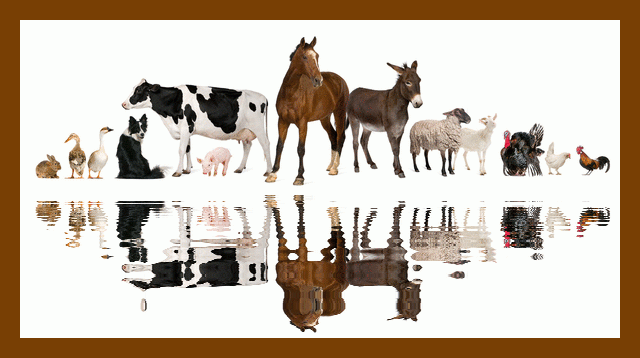 Welcome to Farm Animals Day