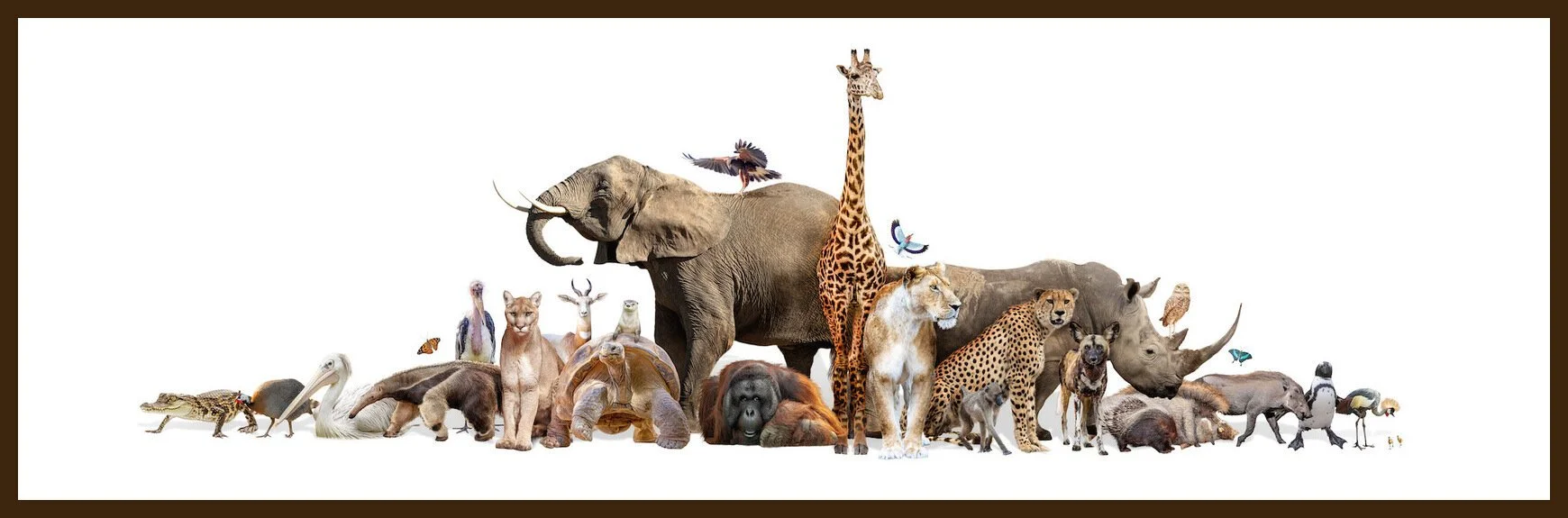 It's National Wildlife Day