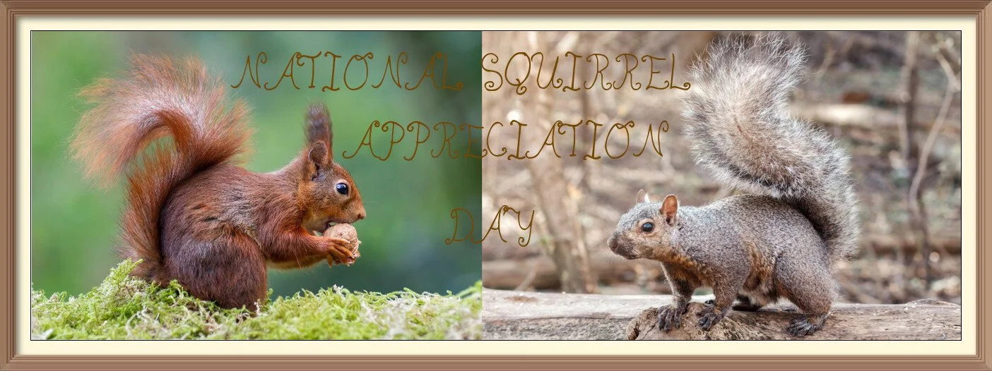 National Squirrel Appreciation  Day
