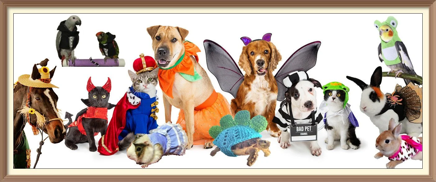 Dress Up Your Pet Day