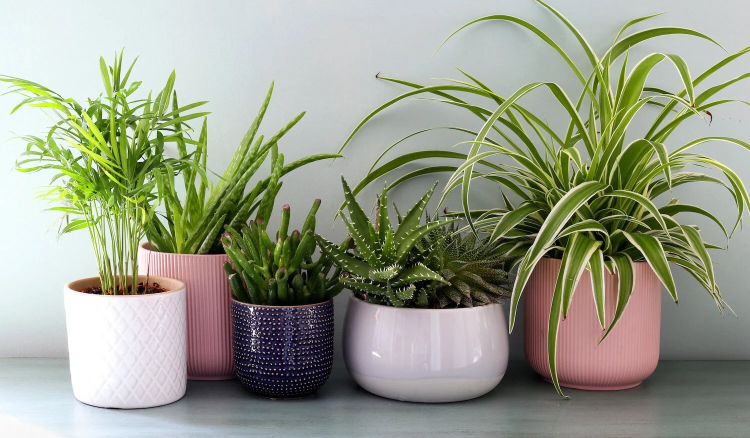 Appreciating Houseplants