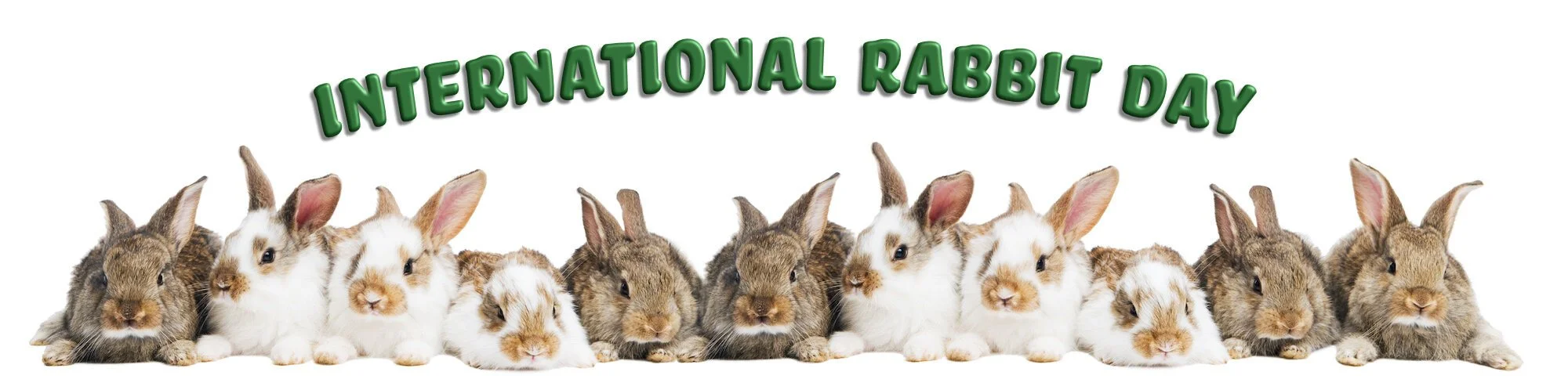 It's International Rabbit Day