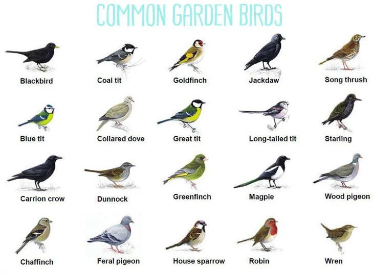 Which Feathered Friends Visit Your Garden?