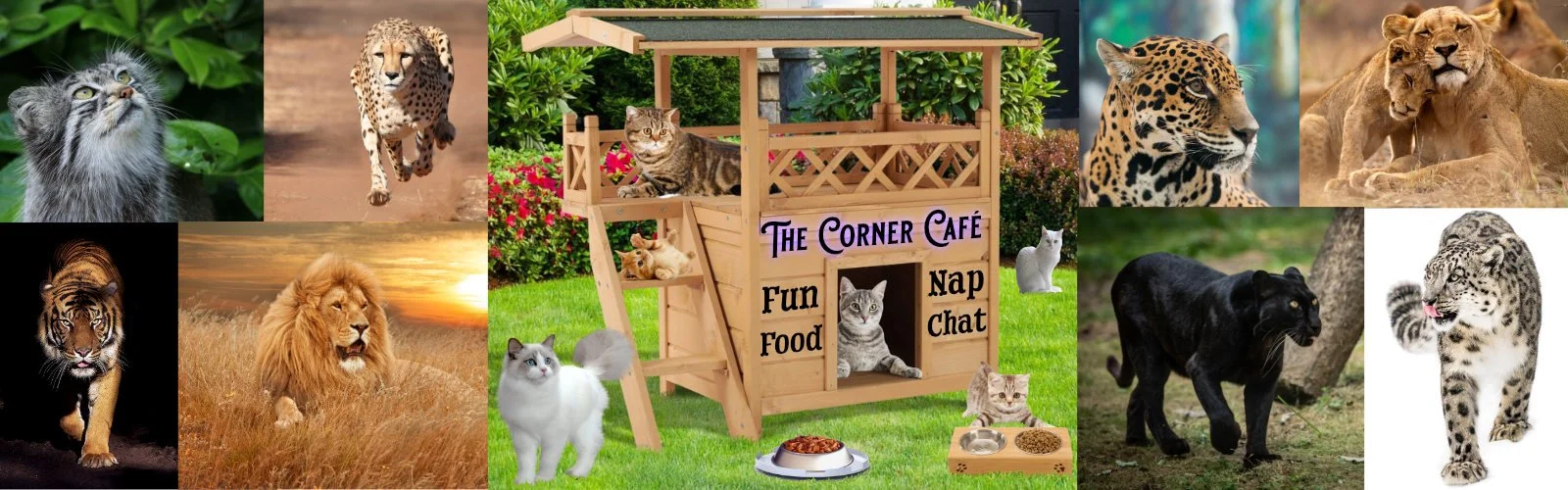Feline Frolics At The Corner Café