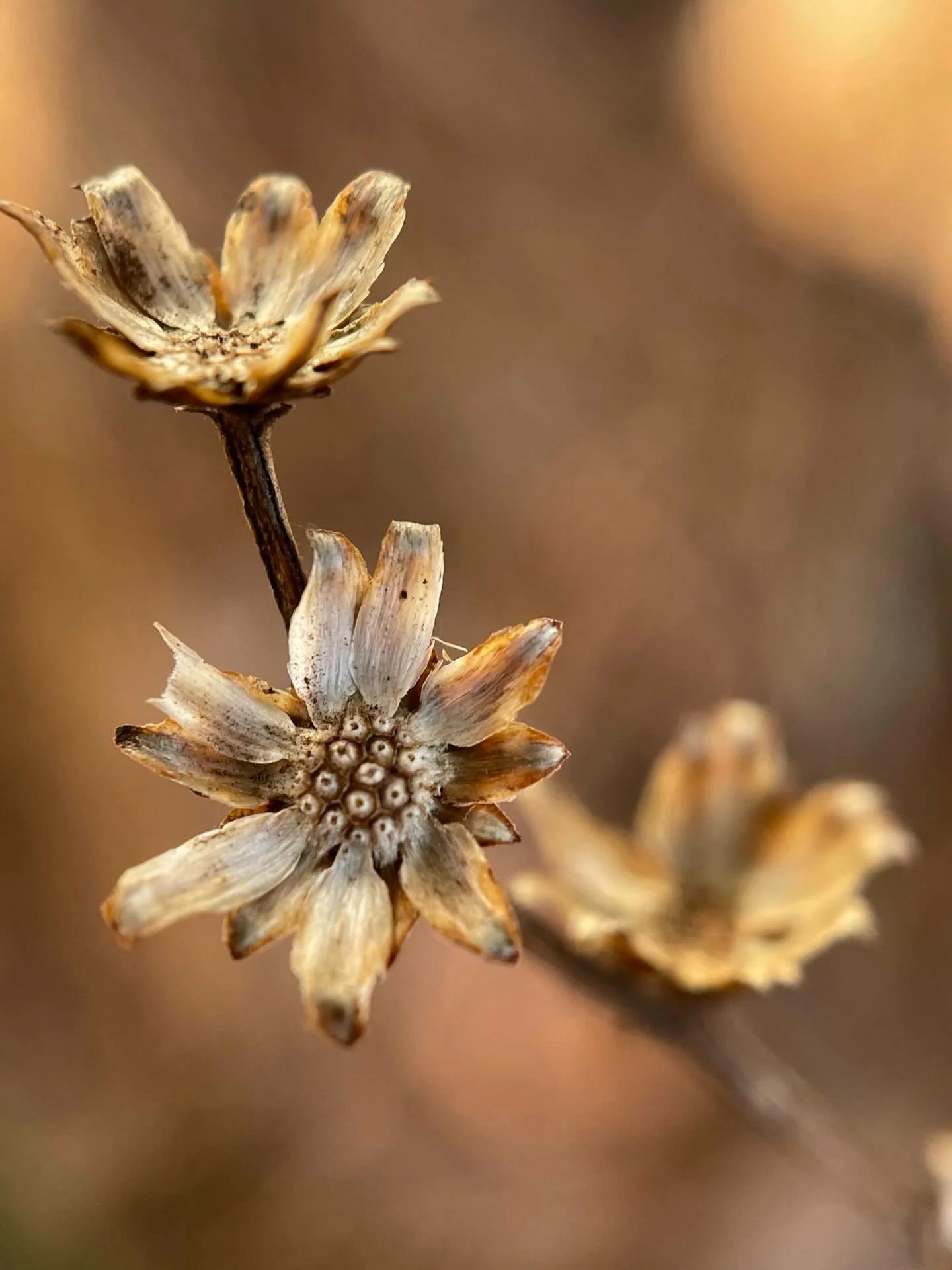I think this just might be the year. It was winter following 2020 when the concept first came, as I walked along our road in frigid weather. There was a kind of beauty here in this barren landscape. Something to be seen in the ordinary, dried up weed