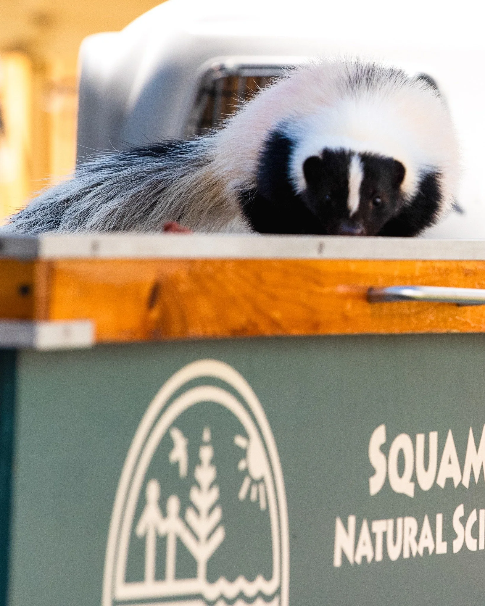 A little nature, a little learning, &amp; a whole lot of cool animals 🌿🦉

Animal Encounters Series with Squam Lake Natural Science Center starts this Monday in Town Square! Free live animal presentations every Sunday (and select Mondays) all summer