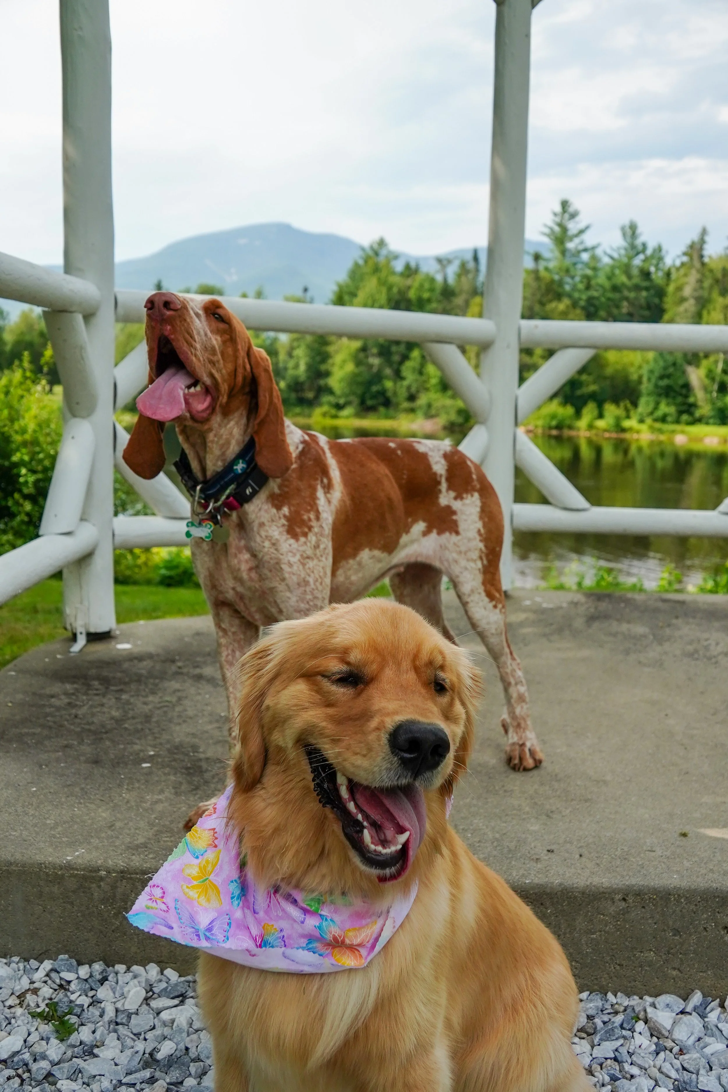 GUIDED PUP HIKES