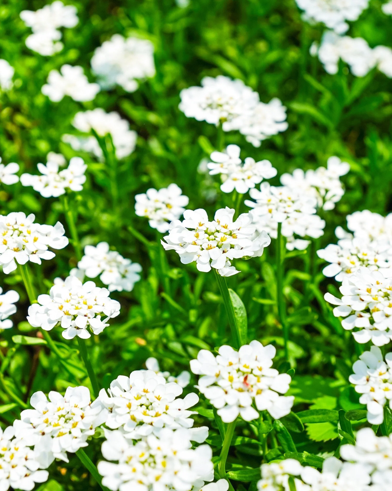 Touch grass. Admire flowers. Repeat.
Blooming season in the Valley 🌼