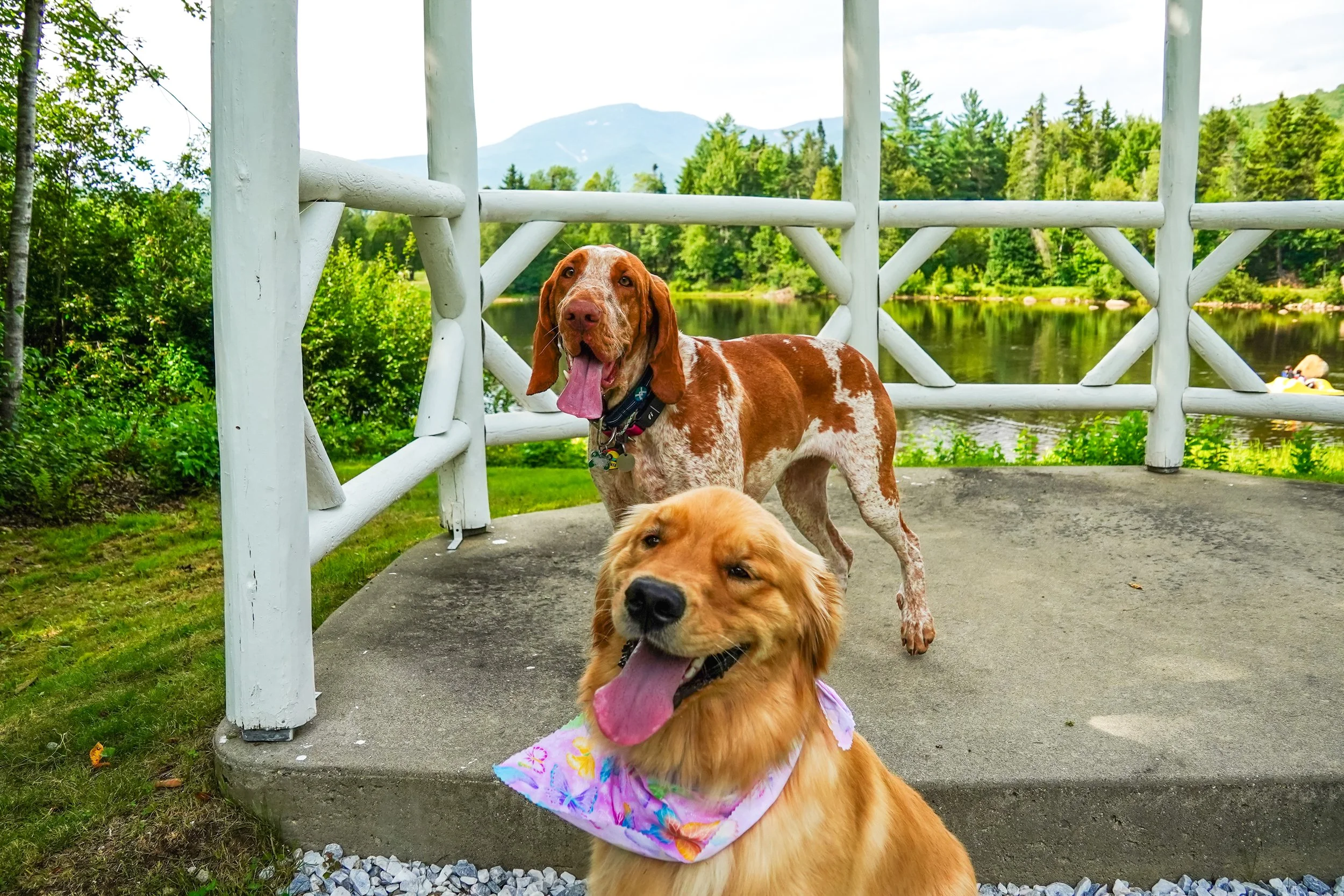 Guided Pup Hike