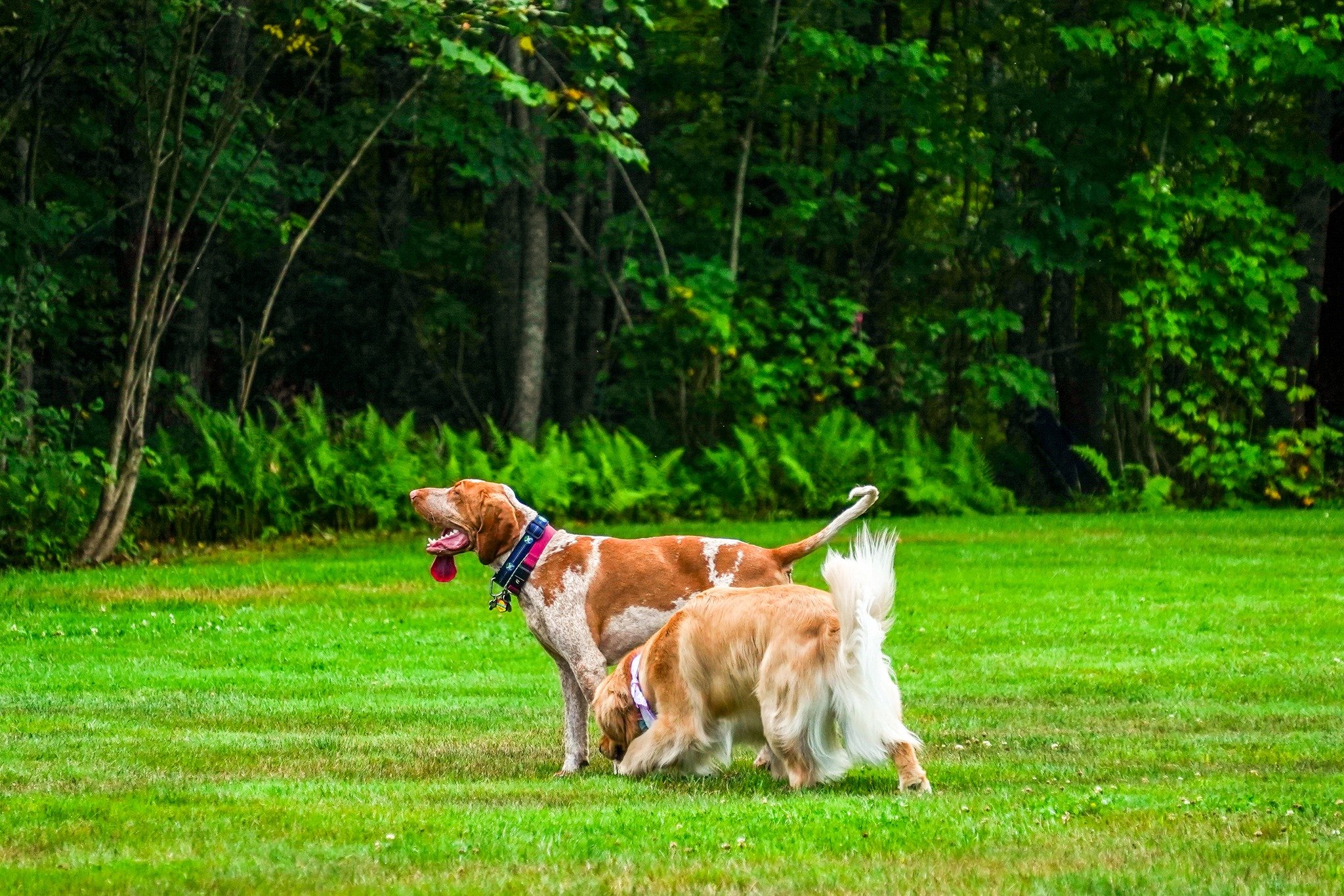 Happy National Dog Day! 🐾

Stop in tomorrow at @the_clever_critter  for some well deserved love &amp; treats before exploring the Valley with your furry friends 🤎🐶