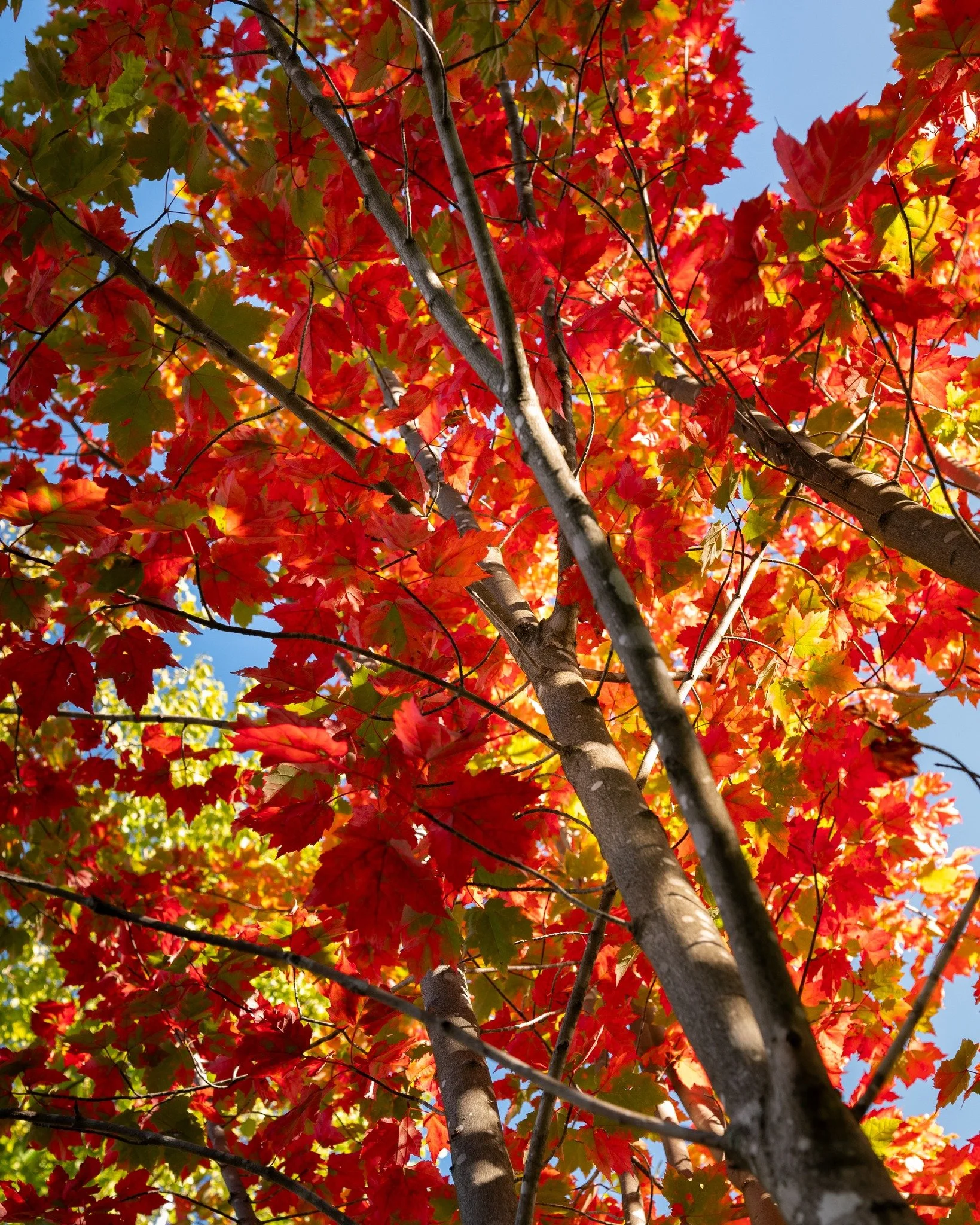 We went on a hunt for some color this morning 🍁 

Fall is coming along nicely 👌