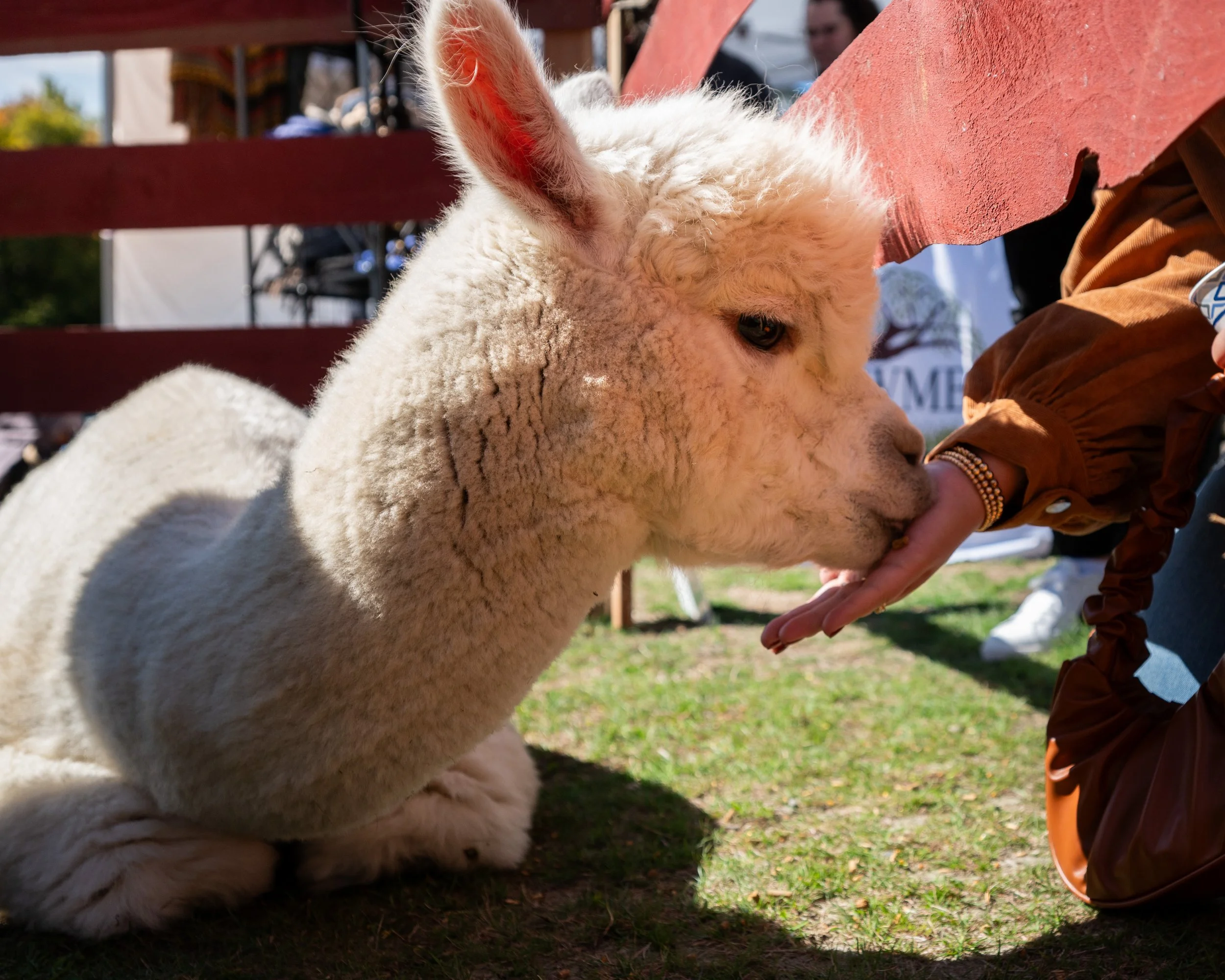 Harvest_Fest2026-9.jpg