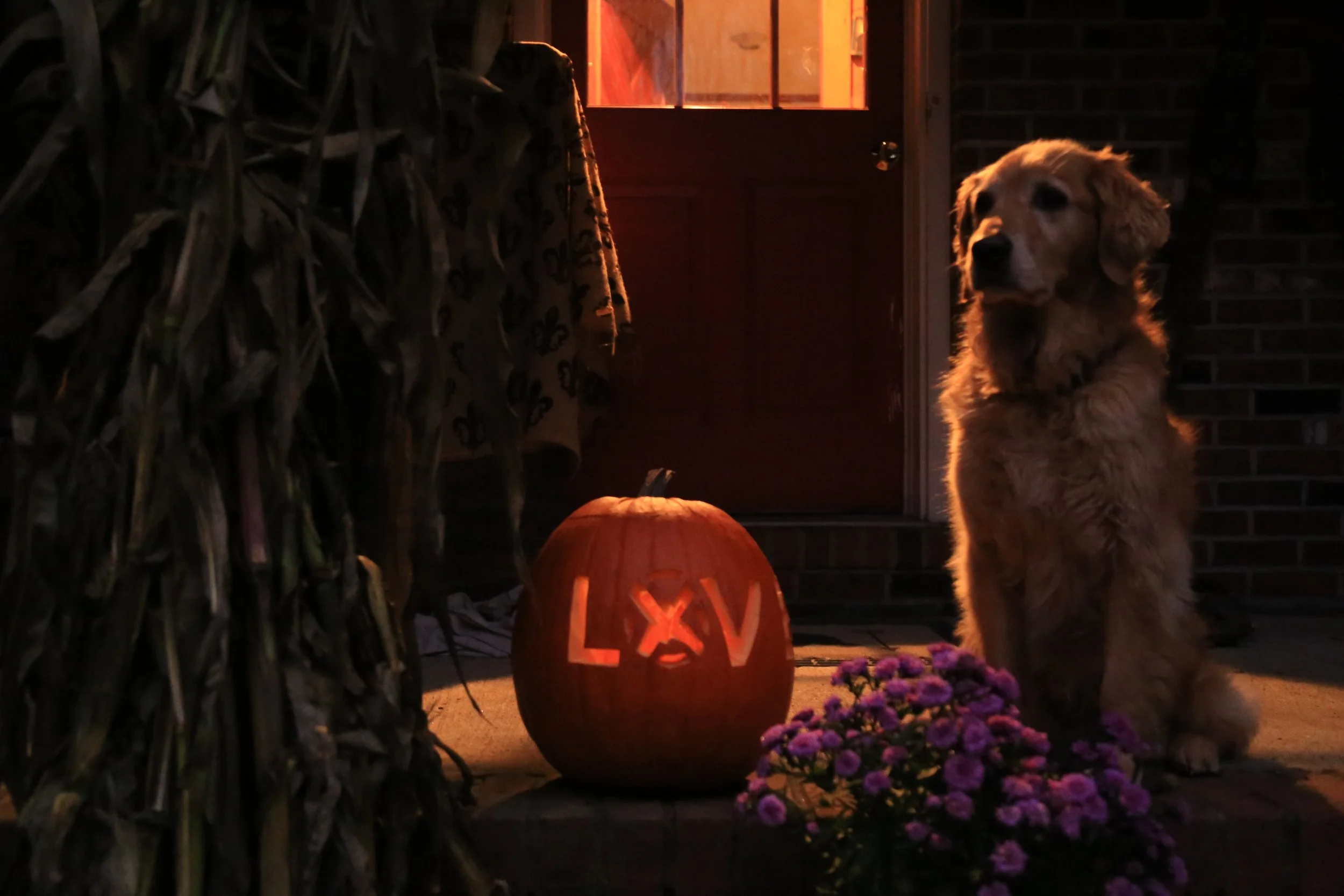 Doggy Pumpkin4.JPG